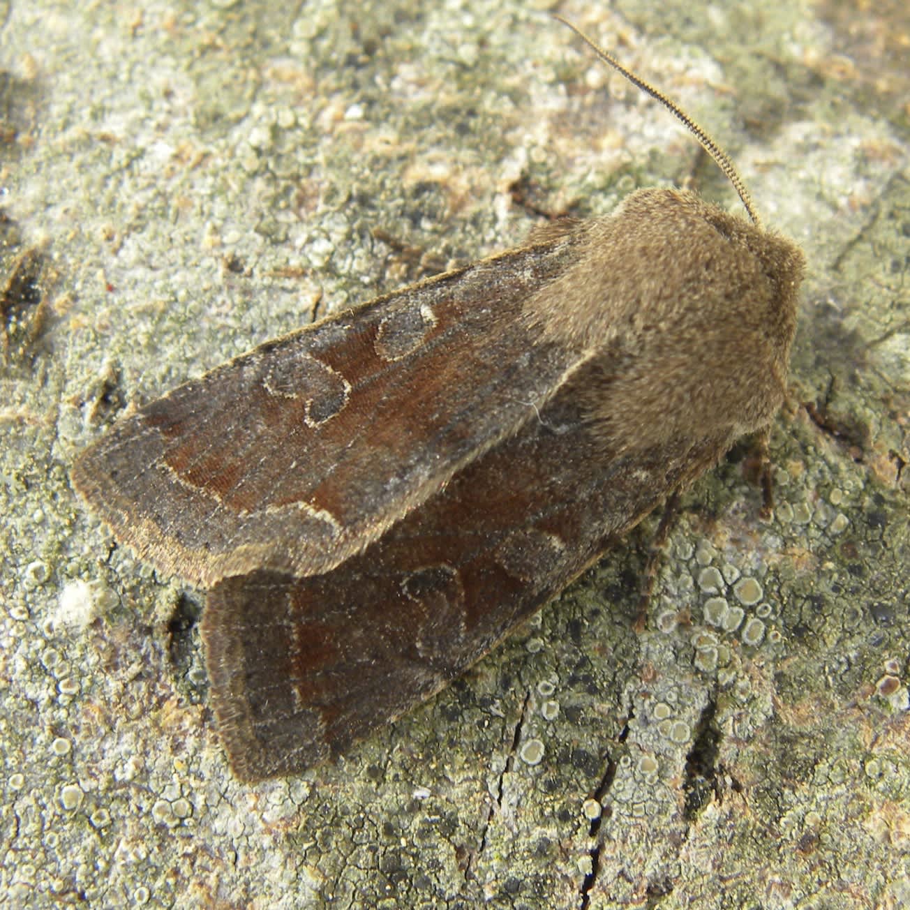 Clouded Drab (Orthosia incerta) photographed in Somerset by Sue Davies