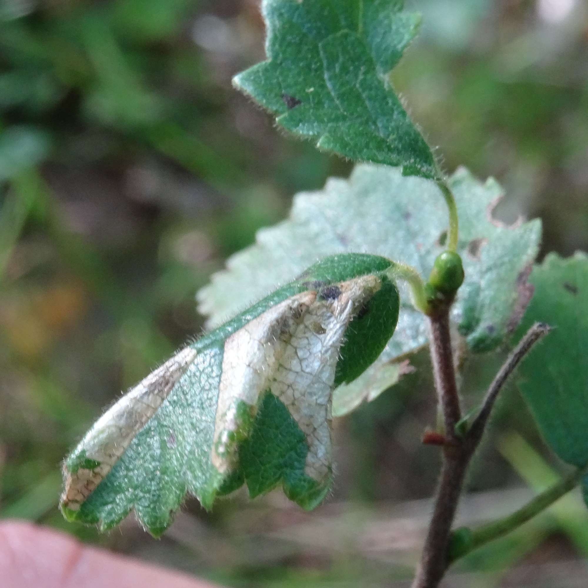 Small Birch Midget (Phyllonorycter anderidae) photographed in Somerset by Christopher Iles