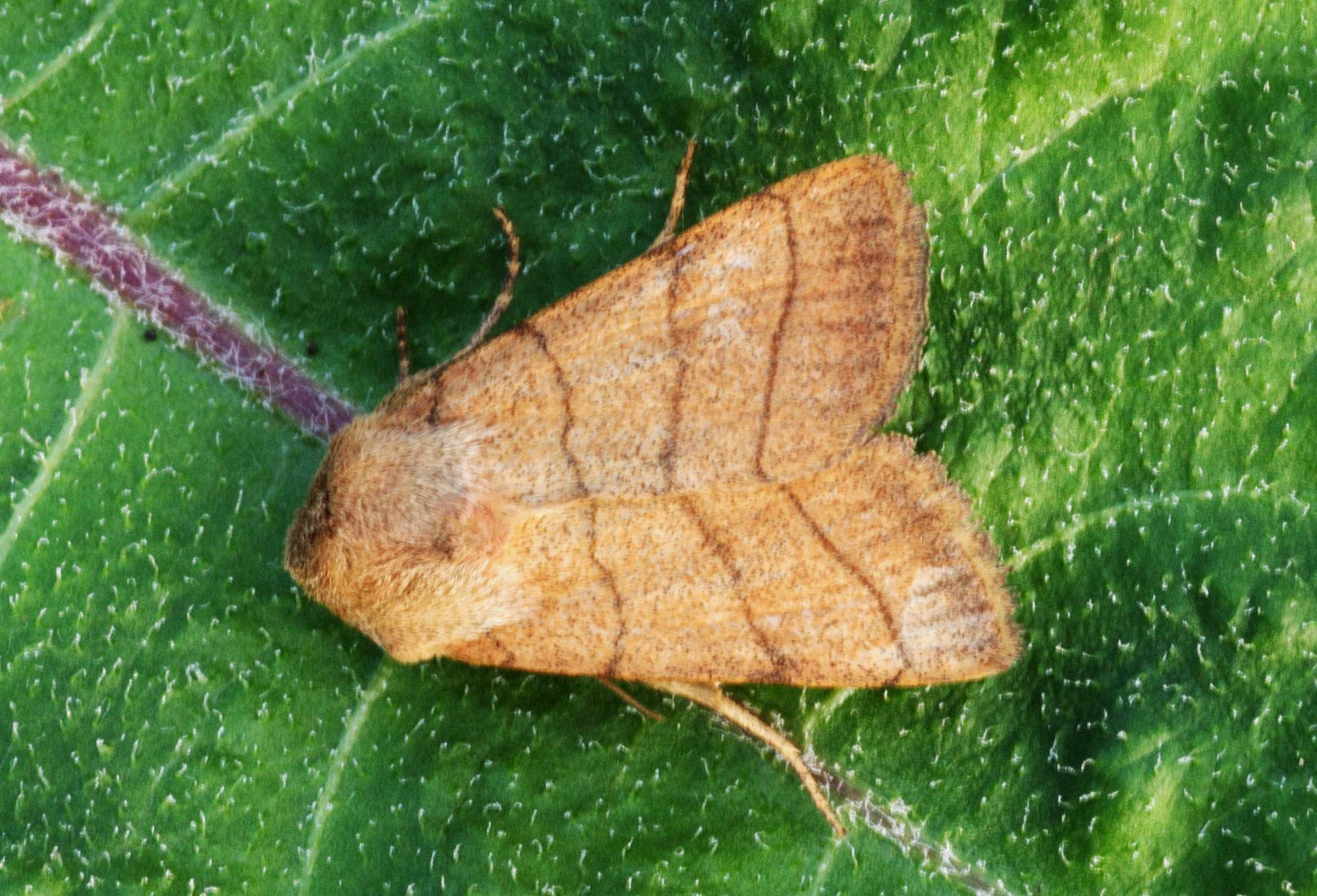 Treble Lines (Charanyca trigrammica) photographed in Somerset by John Connolly