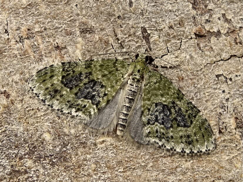 Yellow-barred Brindle (Acasis viretata) photographed in Somerset by Sue Davies