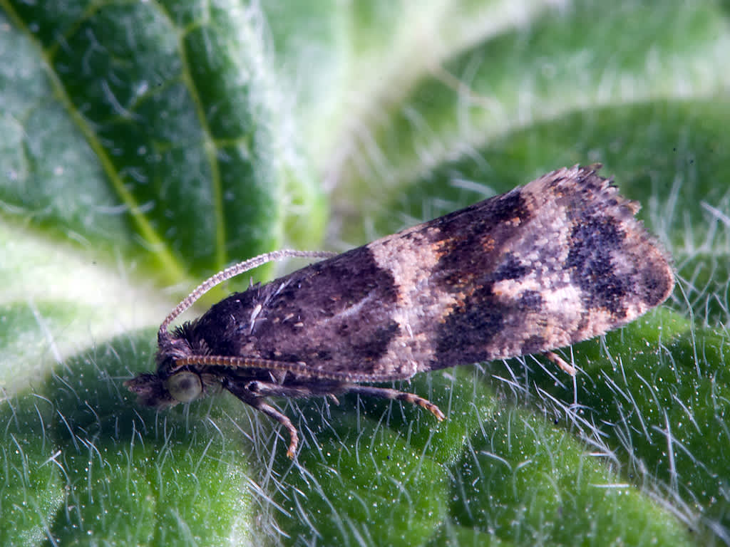 Smoky-barred Marble (Lobesia abscisana) photographed in Somerset by John Bebbington