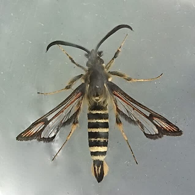 Six-belted Clearwing (Bembecia ichneumoniformis) photographed in Somerset by Sue Davies