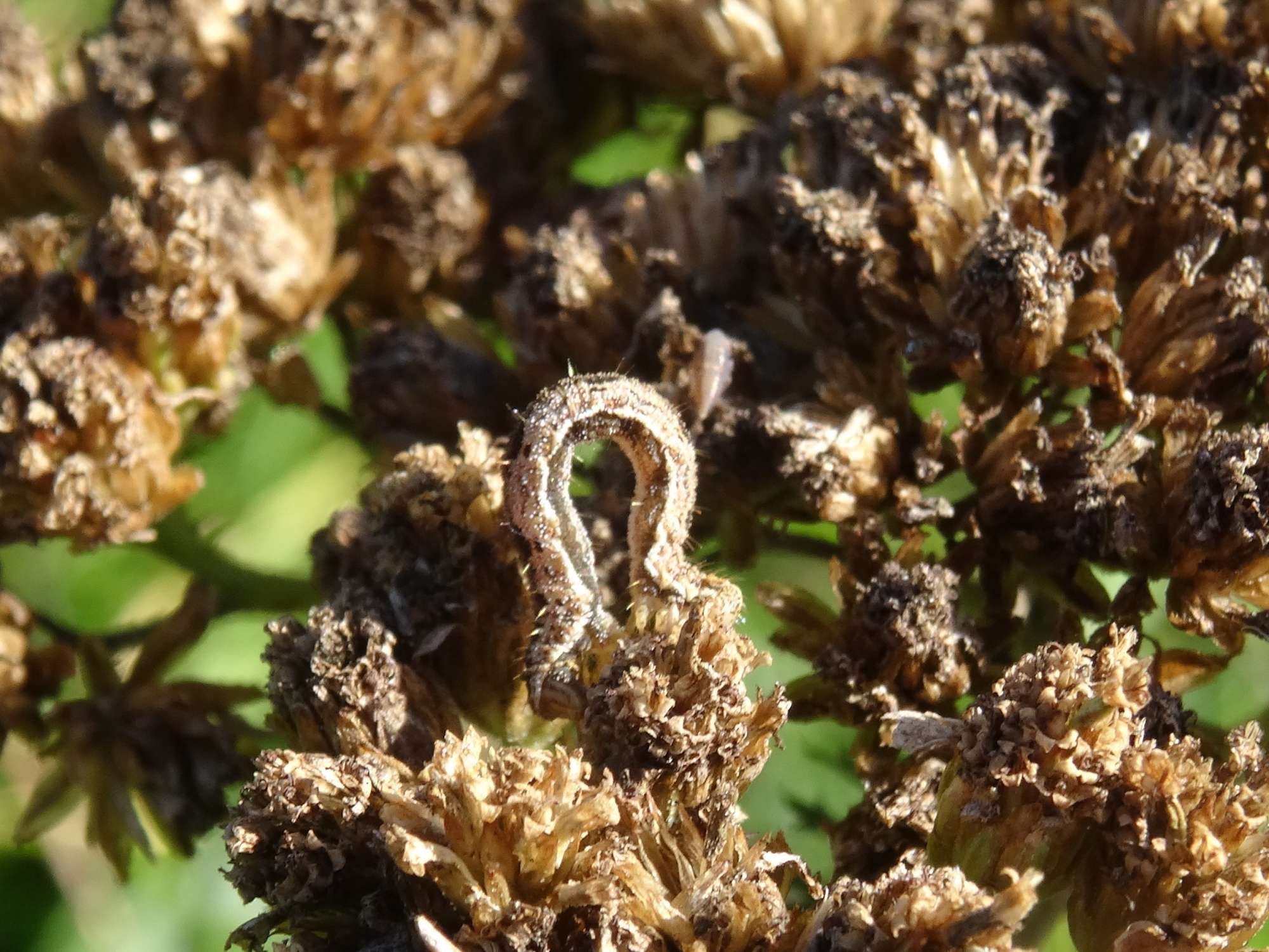 Grey Pug (Eupithecia subfuscata) photographed in Somerset by Christopher Iles