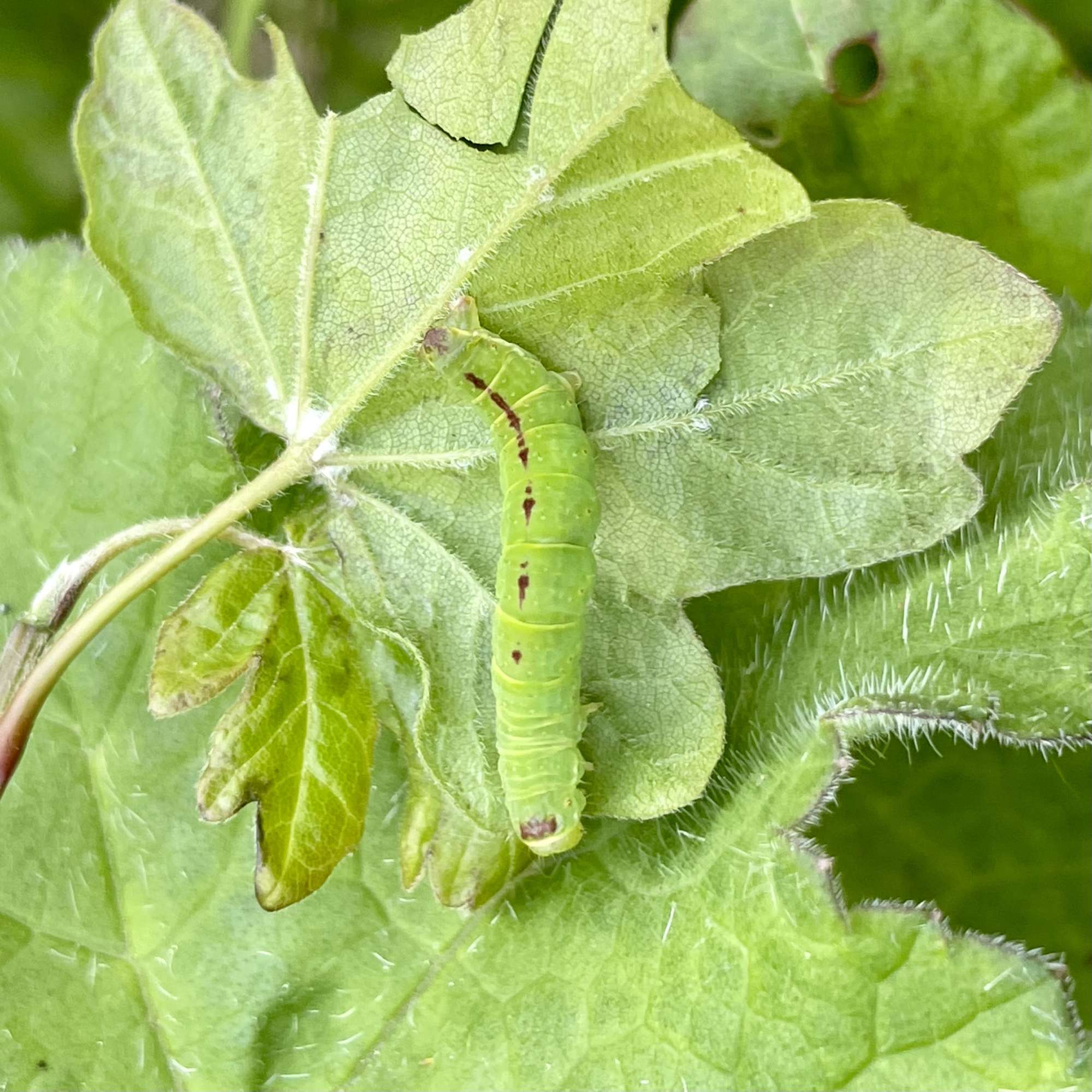 November Moth (Epirrita dilutata) photographed in Somerset by Sue Davies