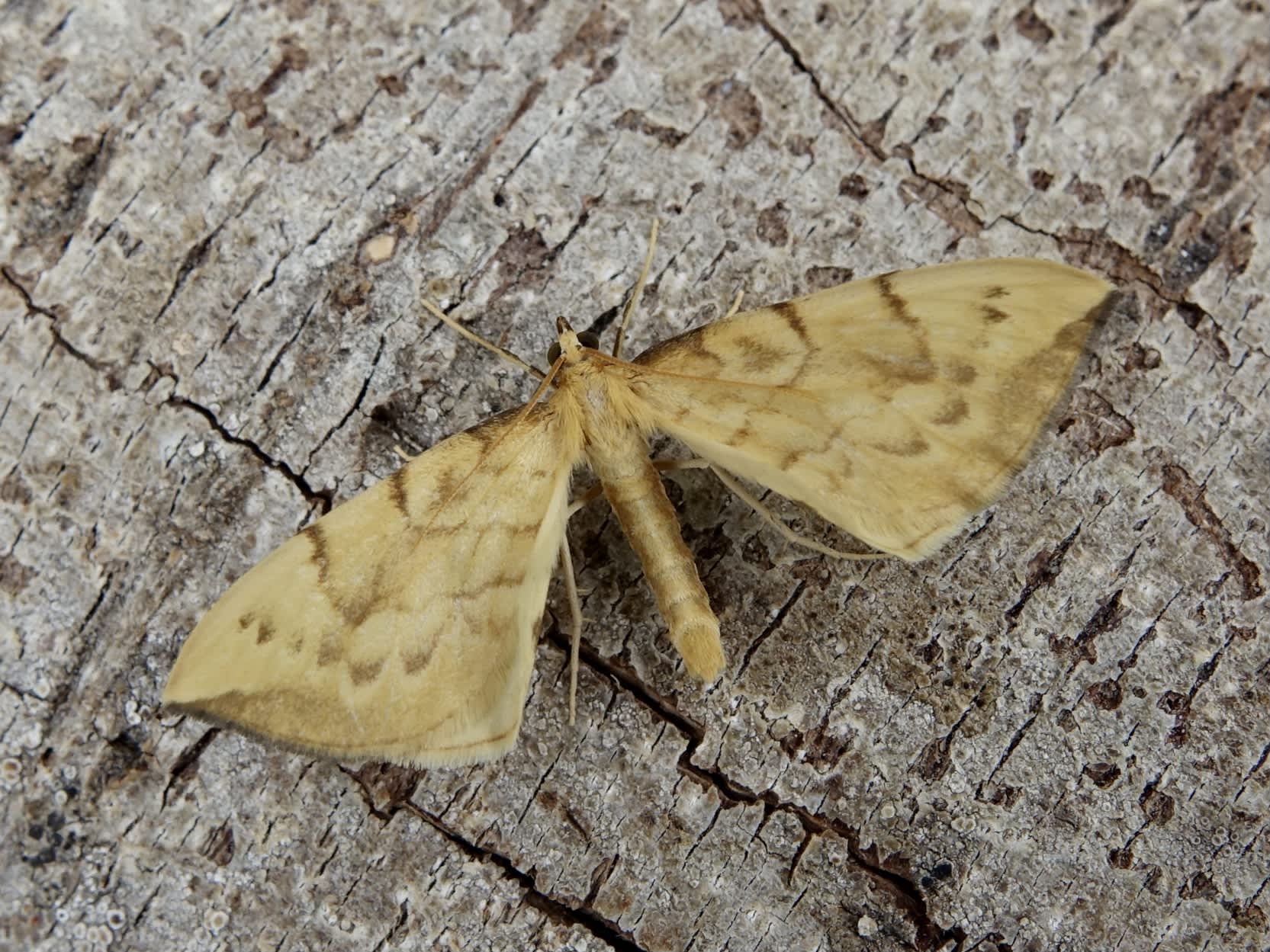 Barred Straw (Gandaritis pyraliata) photographed in Somerset by Sue Davies