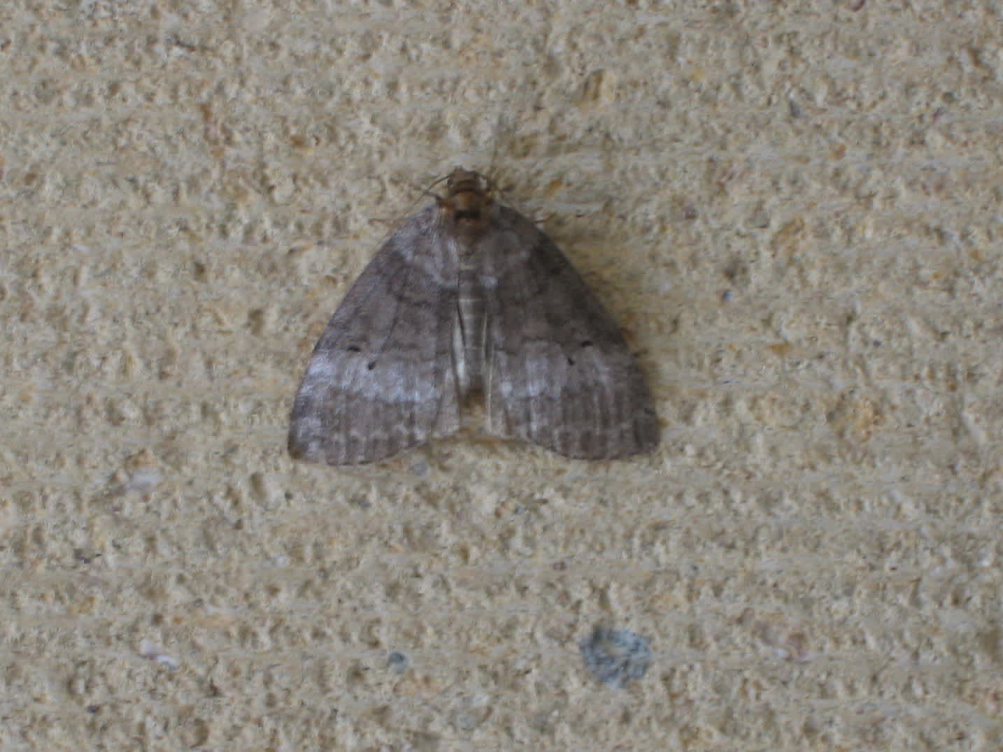Common Lutestring (Ochropacha duplaris) photographed in Somerset by Christopher Iles