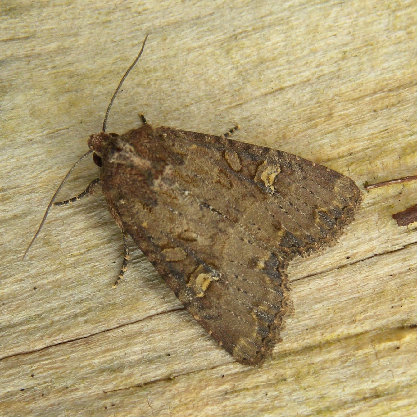 Common Rustic (Mesapamea secalis) photographed in Somerset by Sue Davies