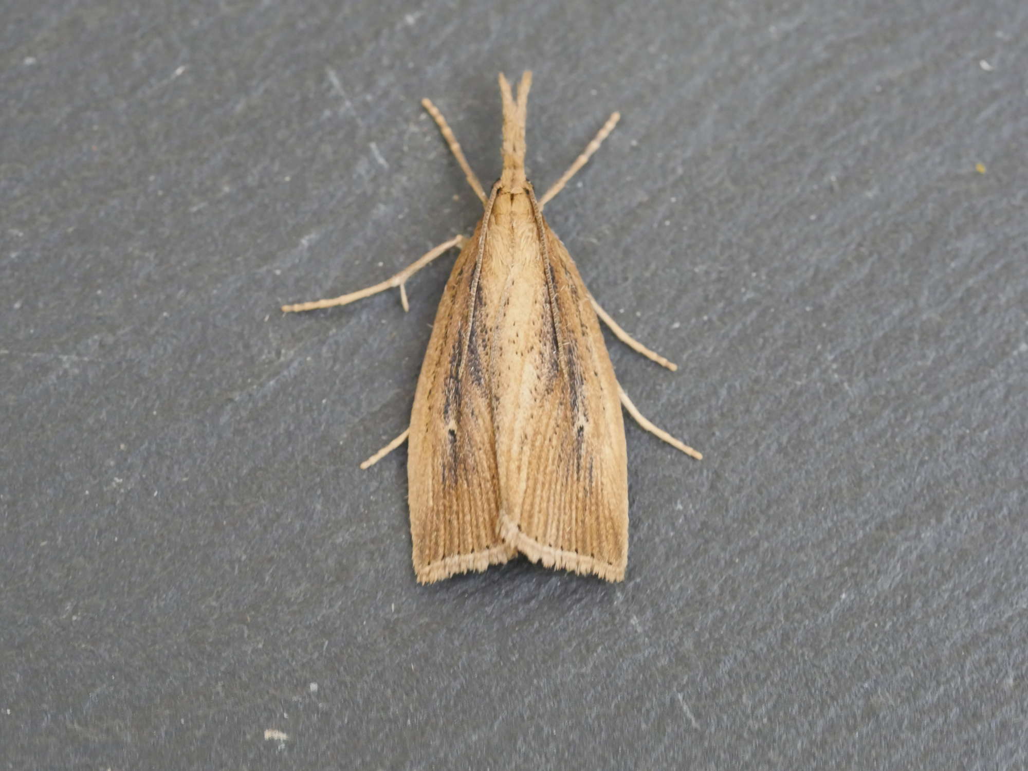 Reed Veneer (Chilo phragmitella) photographed in Somerset by Jenny Vickers