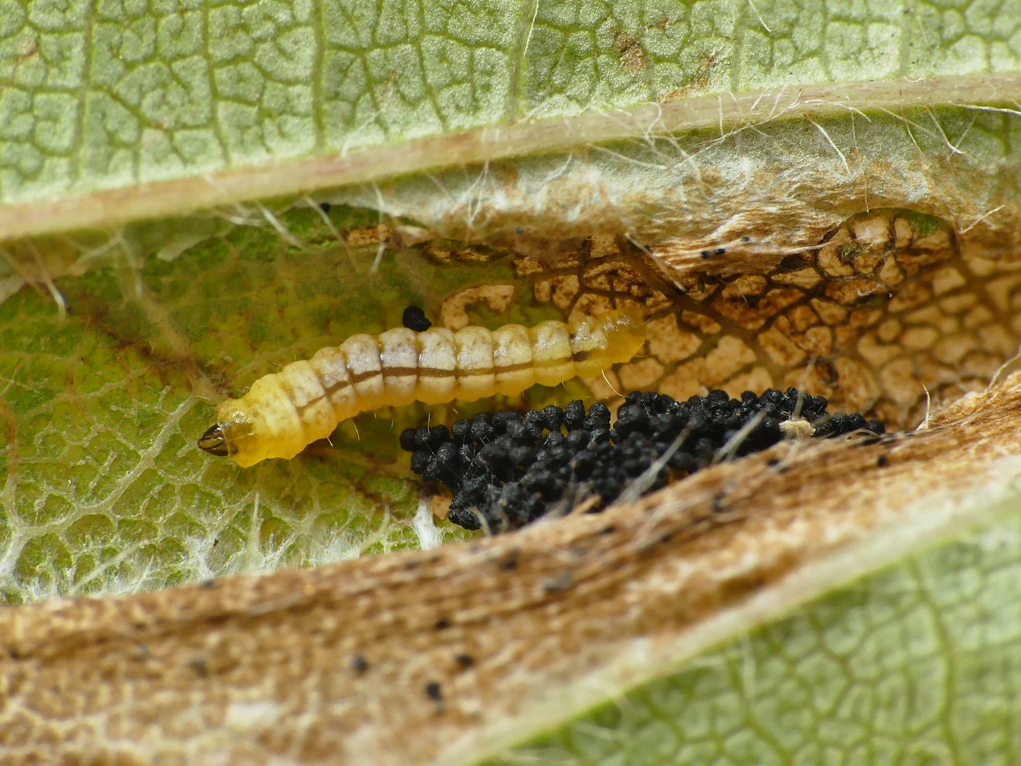 Cherry Midget (Phyllonorycter cerasicolella) photographed in Somerset by Paul Wilkins