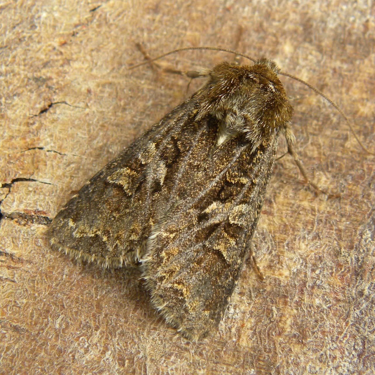 The Shears (Hada plebeja) photographed in Somerset by Sue Davies