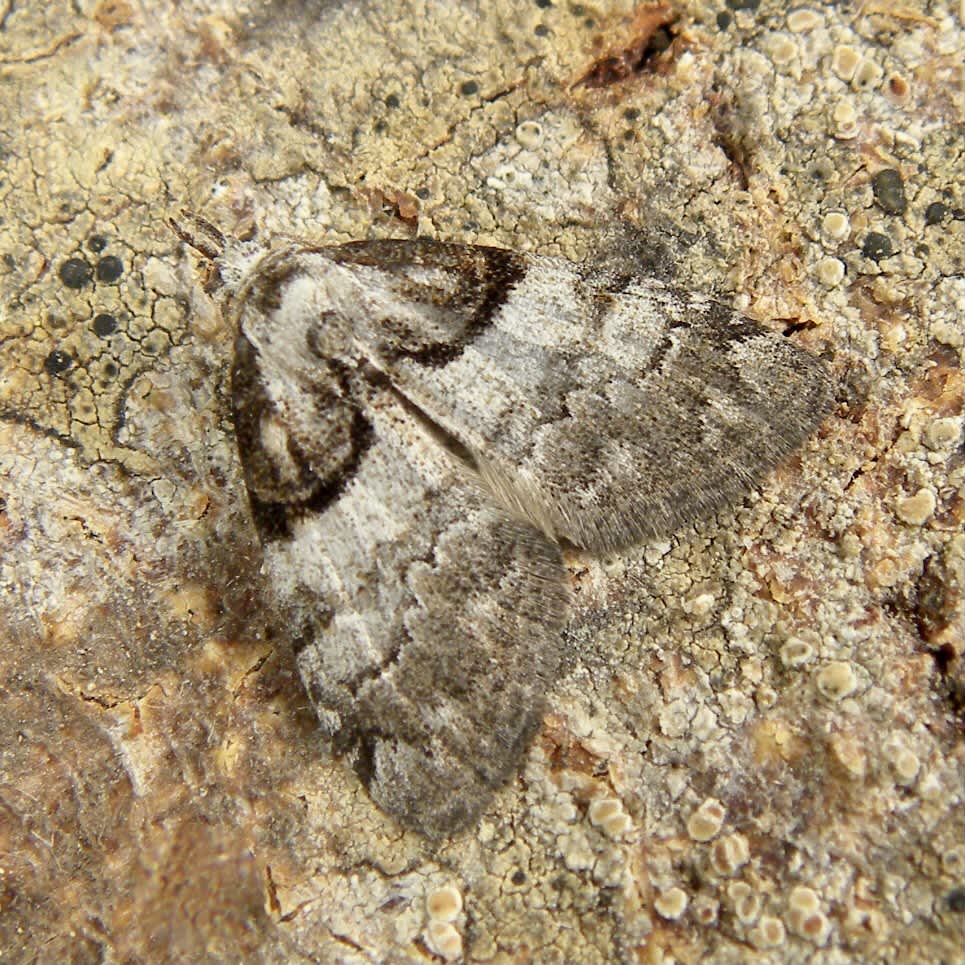 Short-cloaked Moth (Nola cucullatella) photographed in Somerset by Sue Davies