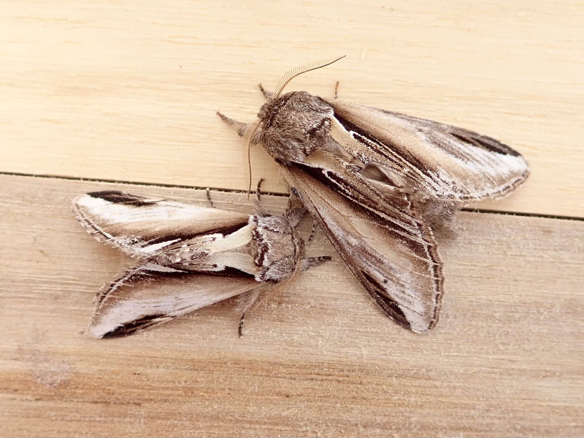 Swallow Prominent (Pheosia tremula) photographed in Somerset by Sue Davies