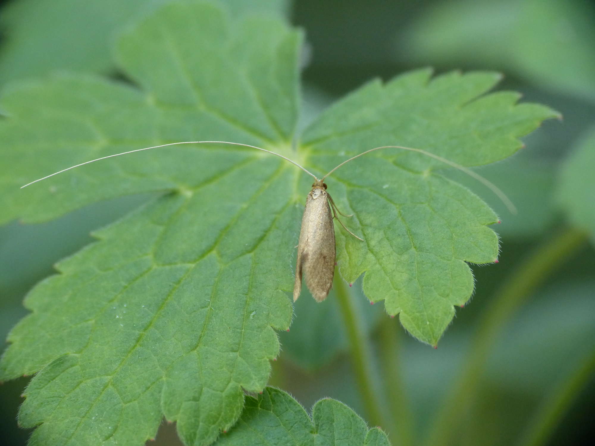 Buff Long-horn (Nematopogon metaxella) photographed in Somerset by Paul Wilkins