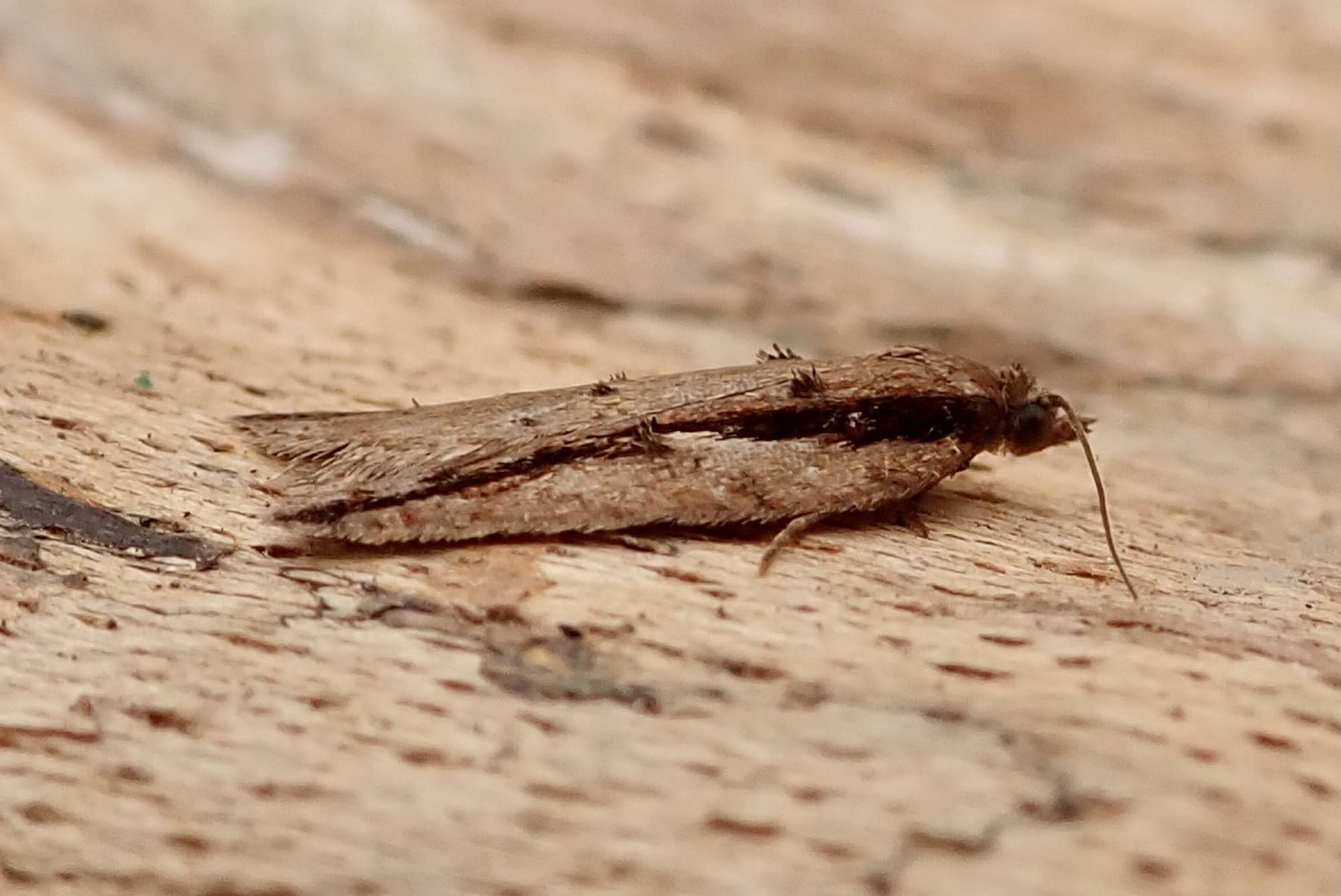 Dark-streaked Button (Acleris umbrana) photographed in Somerset by Sue Davies