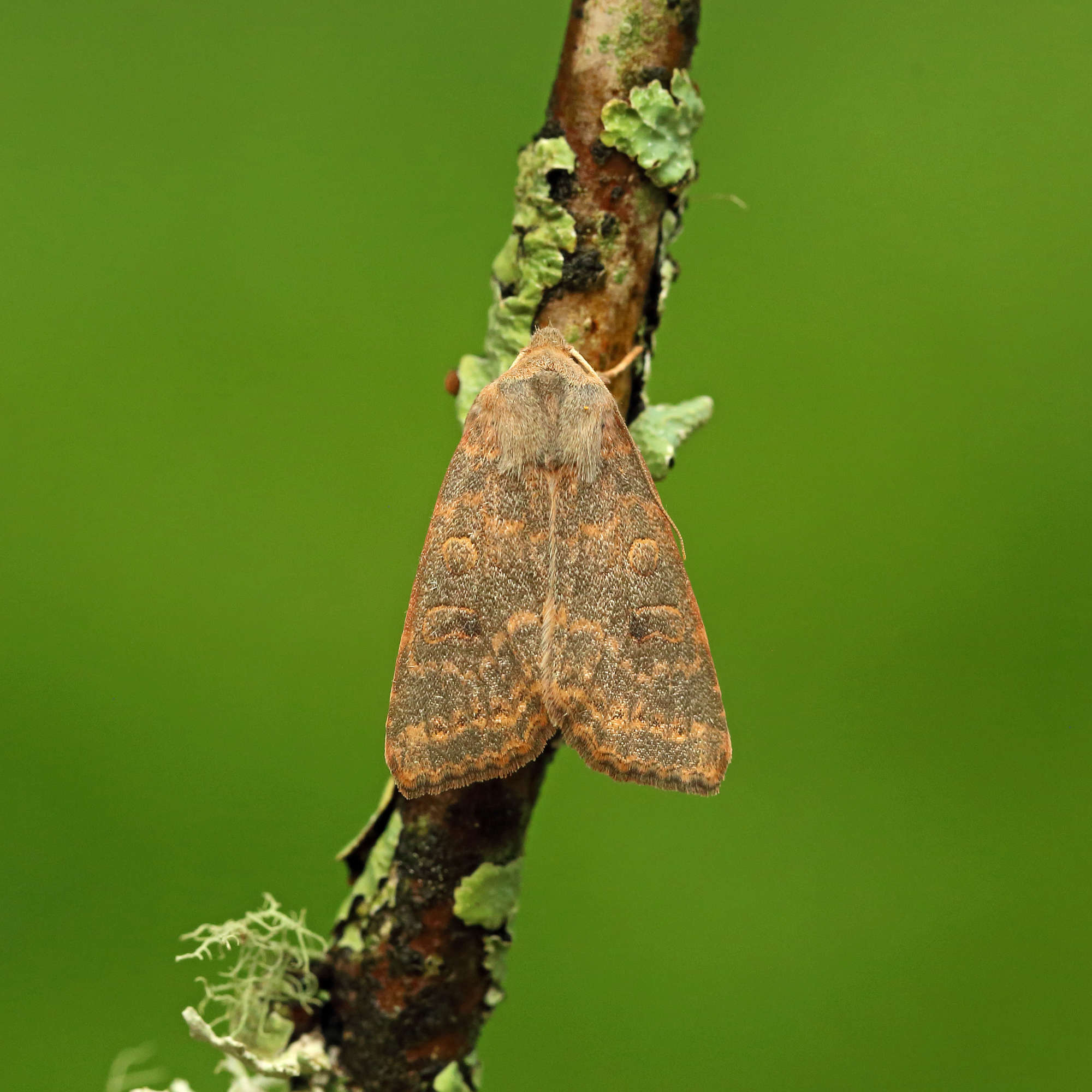 Dusky-lemon Sallow (Cirrhia gilvago) photographed in Somerset by Nigel Voaden