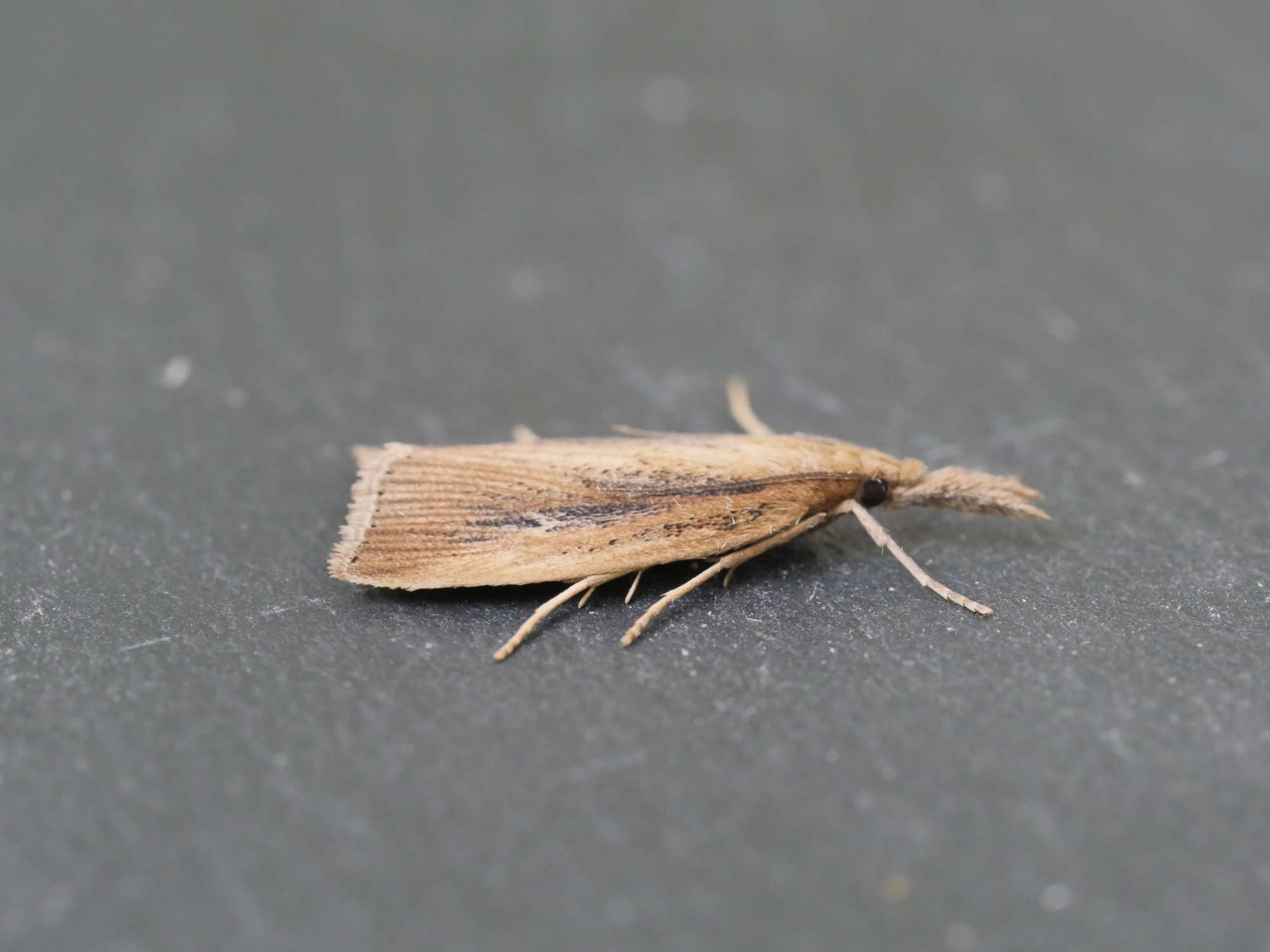 Reed Veneer (Chilo phragmitella) photographed in Somerset by Jenny Vickers