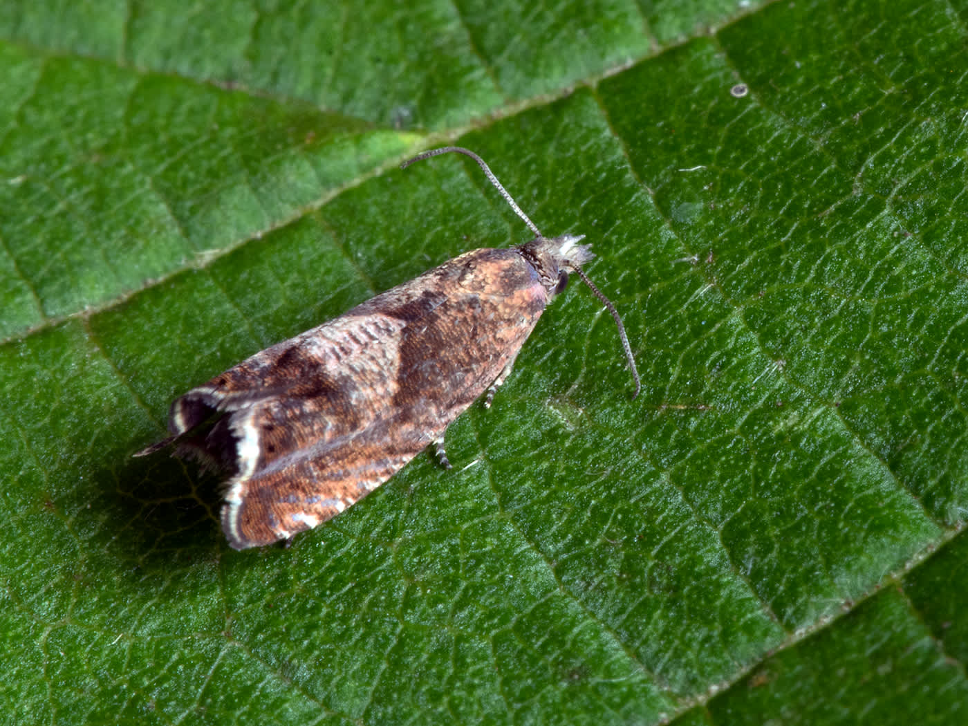 Sharp-winged Drill (Dichrorampha acuminatana) photographed in Somerset by John Bebbington