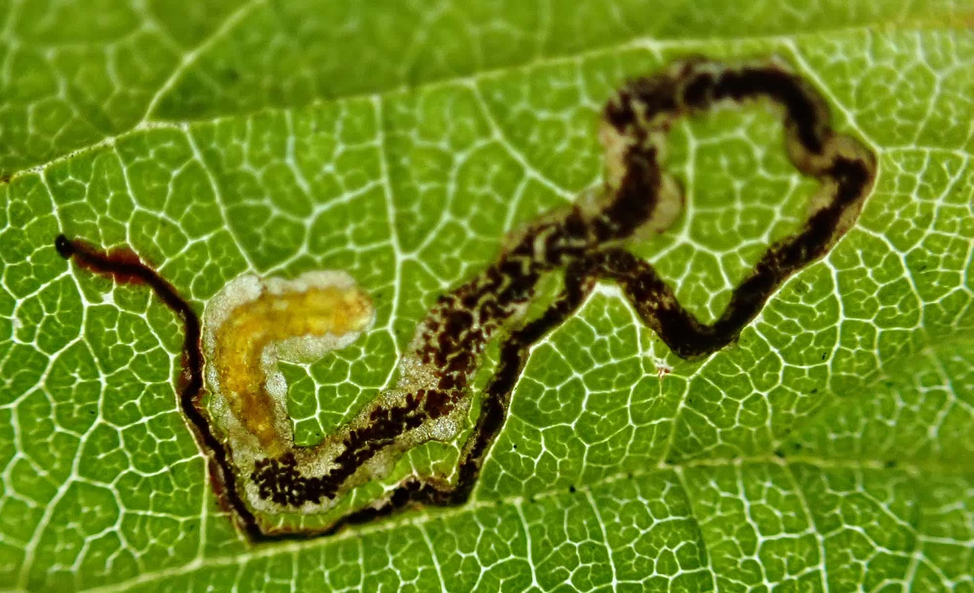 Dropwort Pigmy (Stigmella filipendulae) photographed in Somerset by Jenny Vickers