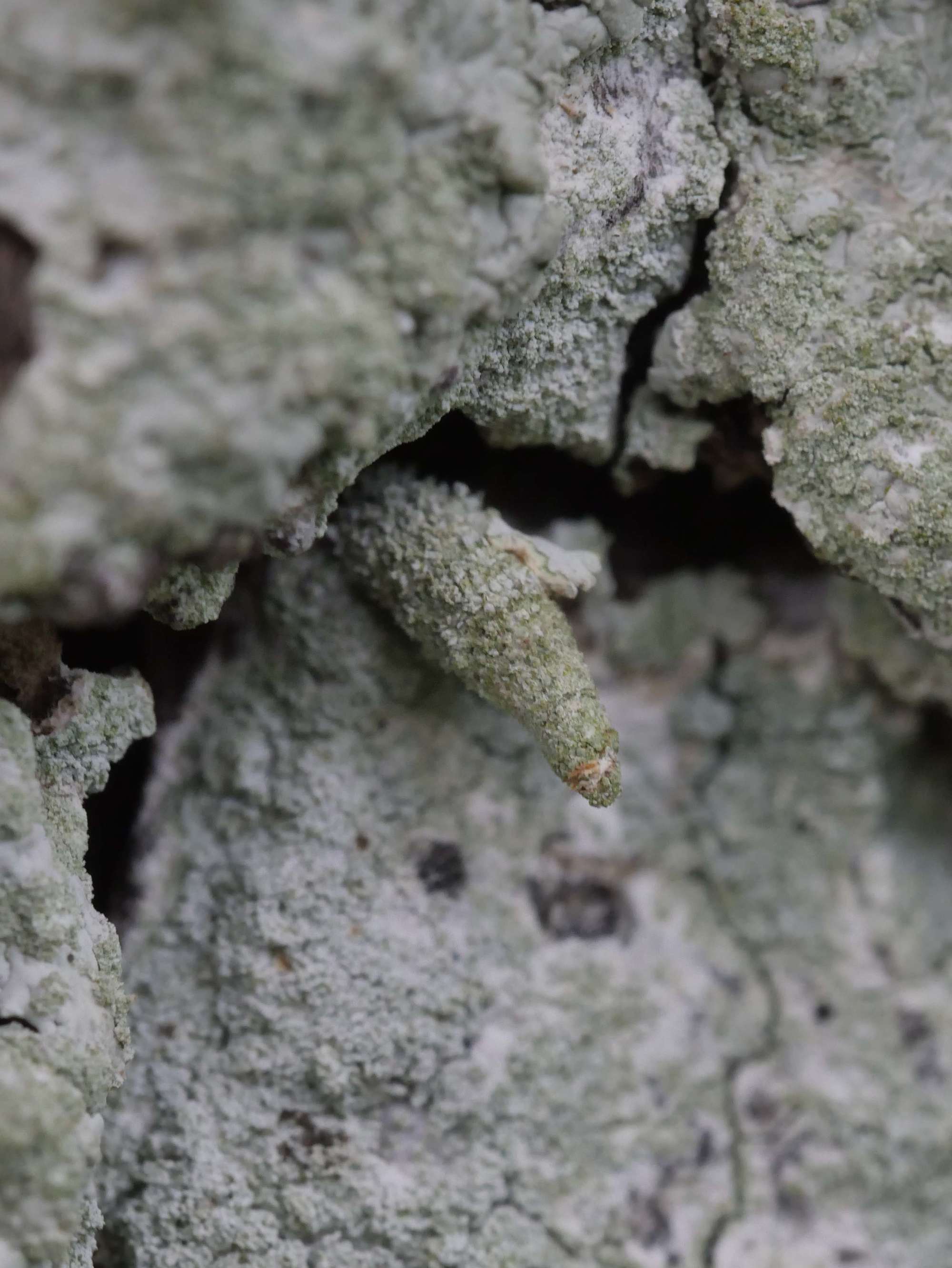 Virgin Bagworm (Luffia lapidella) photographed in Somerset by Jenny Vickers