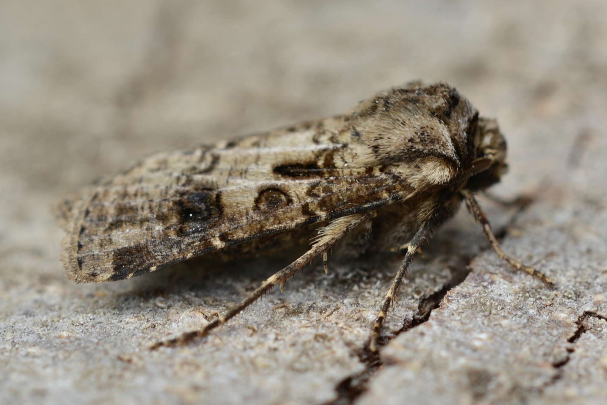 Heart & Club (Agrotis clavis) photographed in Somerset by Sue Davies