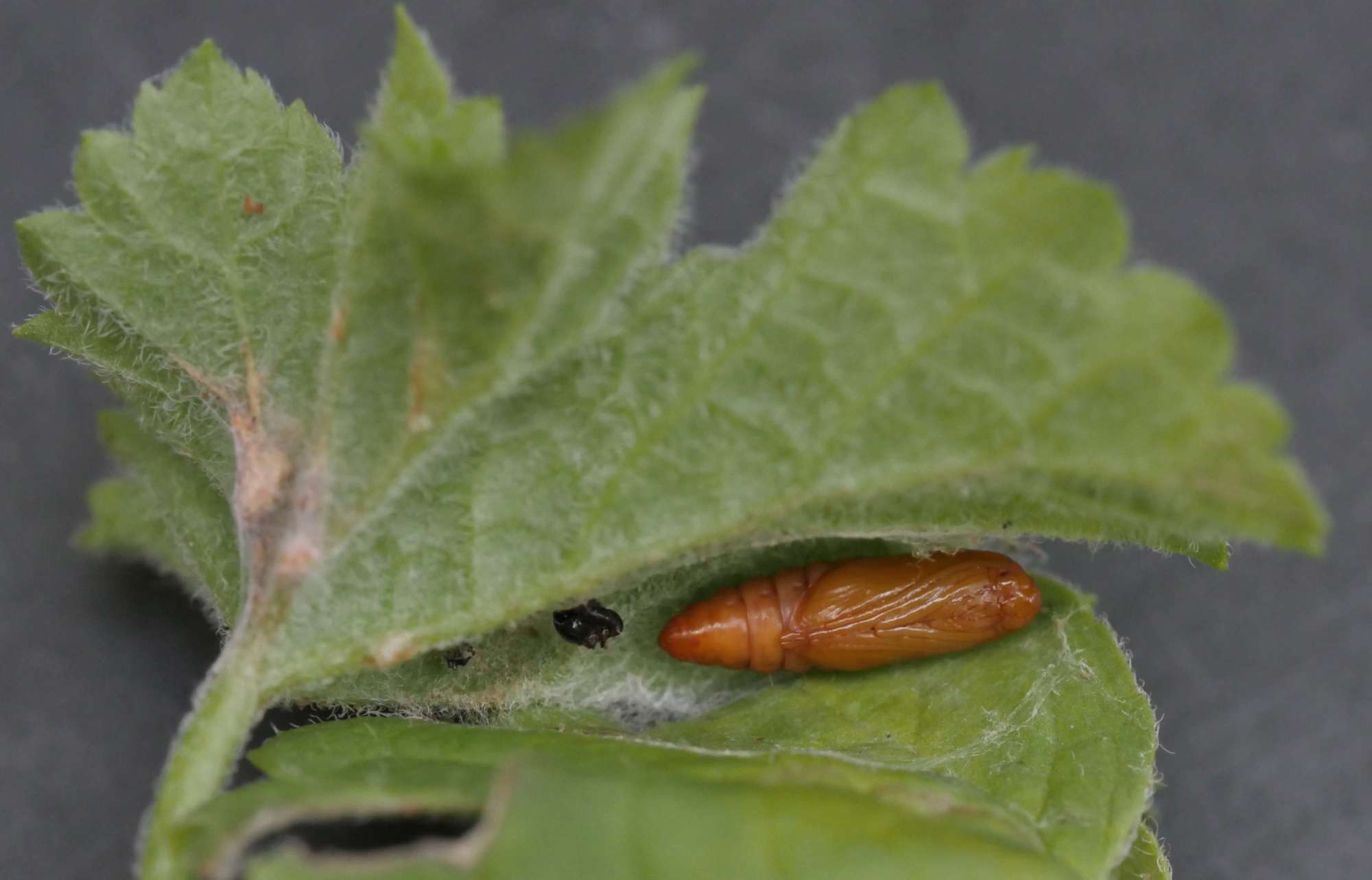 Currant-shoot Borer (Lampronia capitella) photographed in Somerset by Jenny Vickers