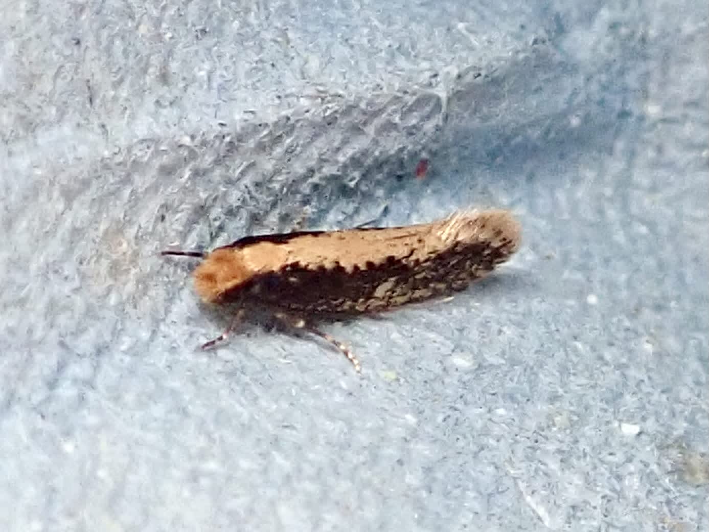 Yellow-backed Clothes Moth (Monopis obviella) photographed in Somerset by Sue Davies