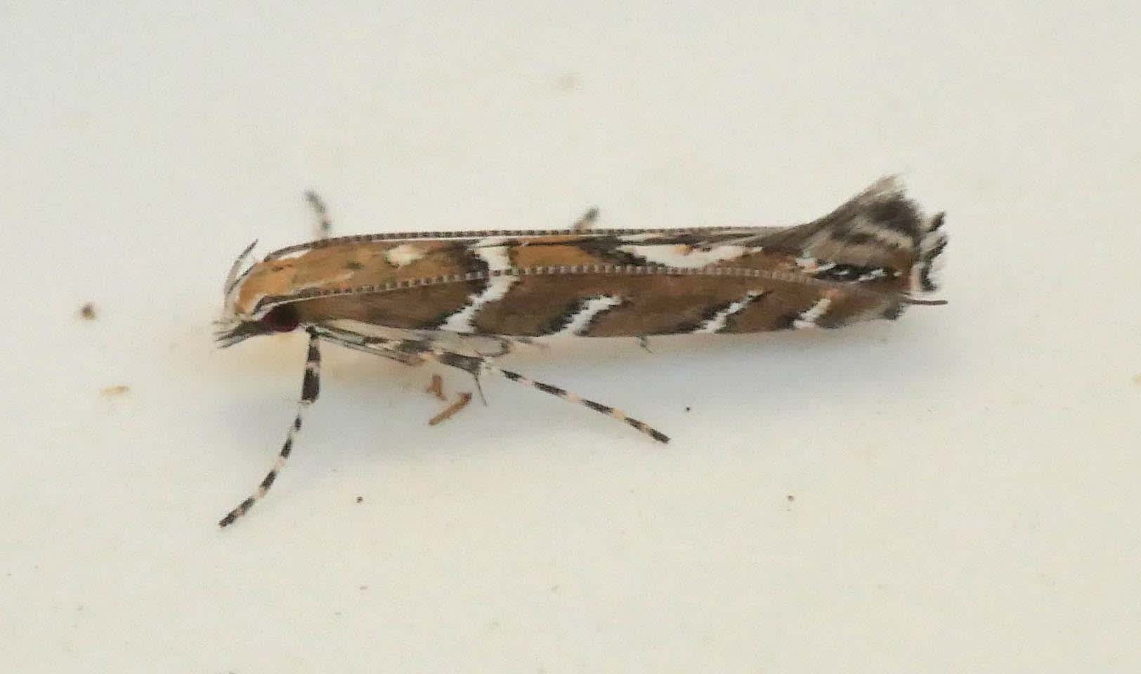 Brown Oak Slender (Acrocercops brongniardella) photographed in Somerset by Jenny Vickers