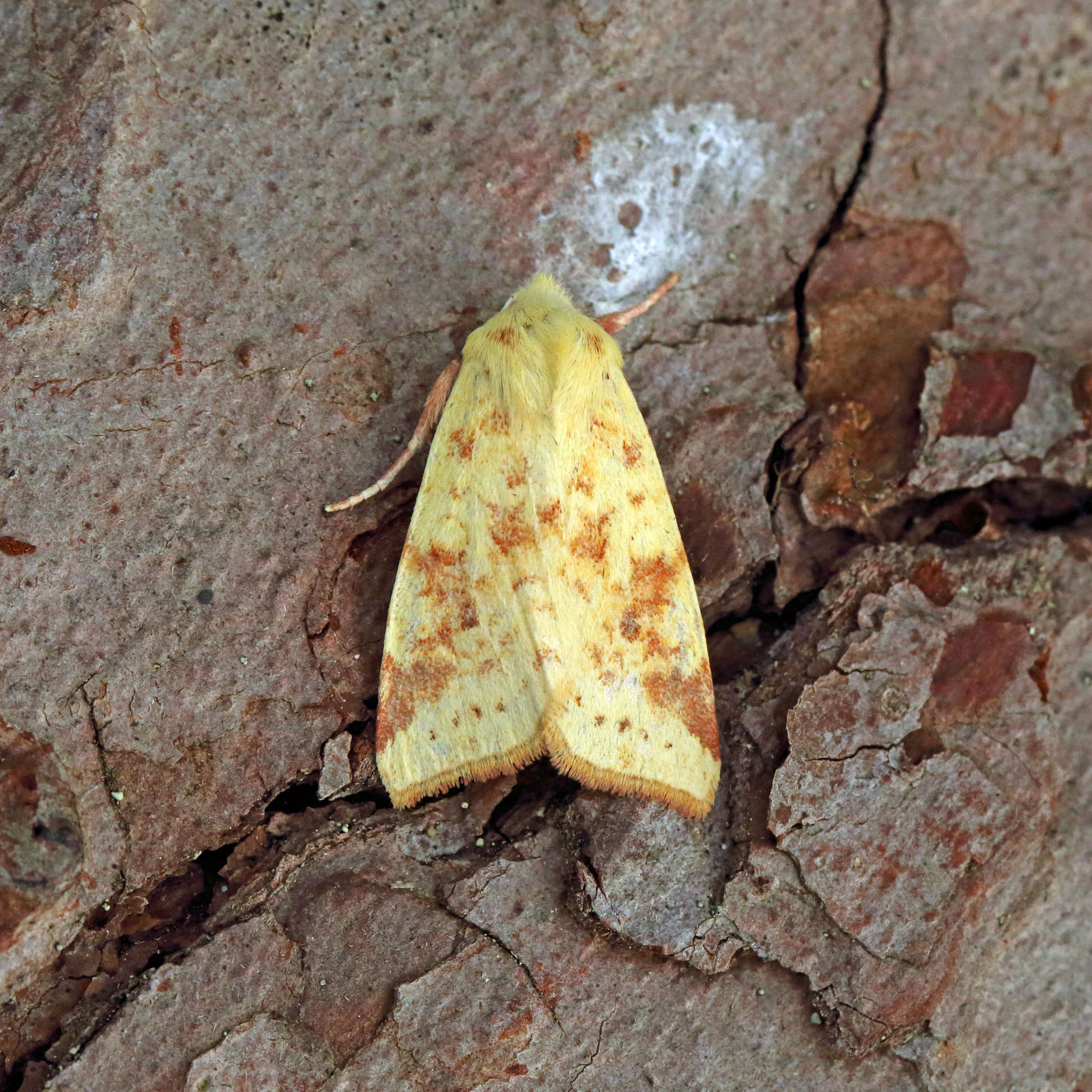 The Sallow (Cirrhia icteritia) photographed in Somerset by Nigel Voaden