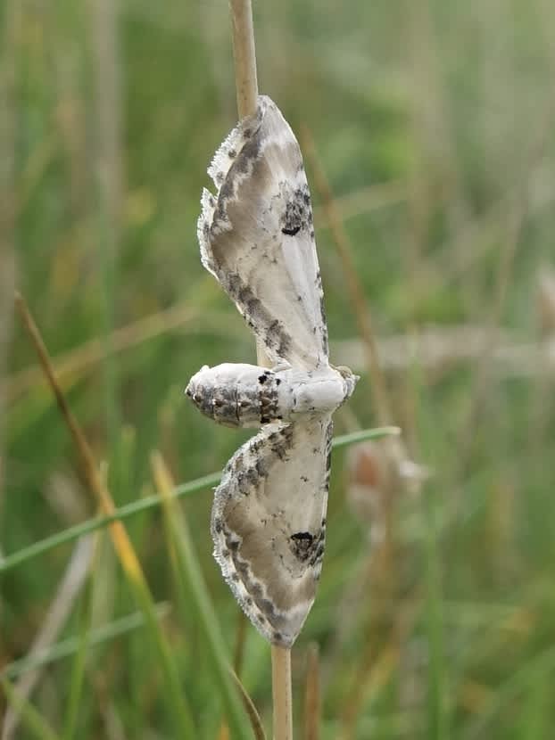 Lime-speck Pug (Eupithecia centaureata) photographed in Somerset by Sue Davies