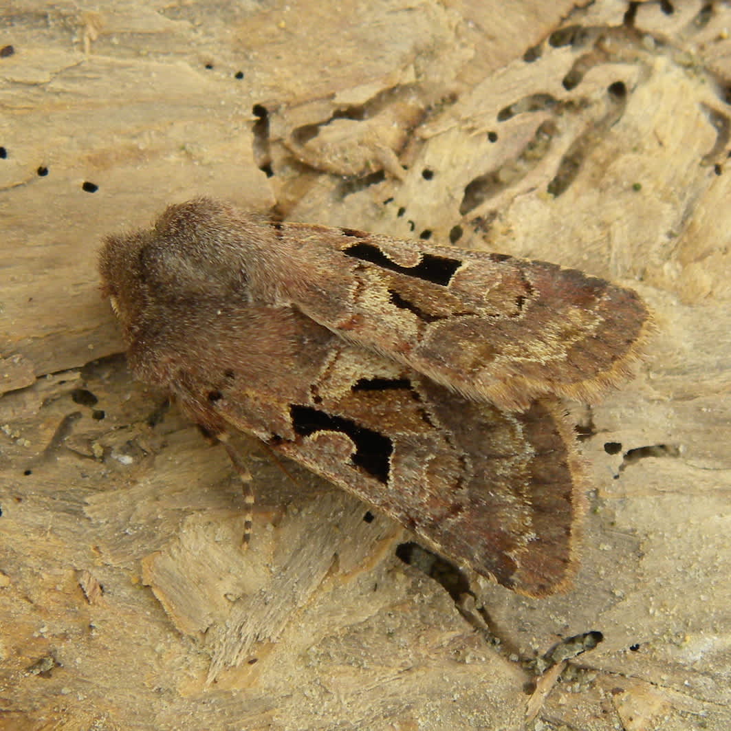 Hebrew Character (Orthosia gothica) photographed in Somerset by Sue Davies