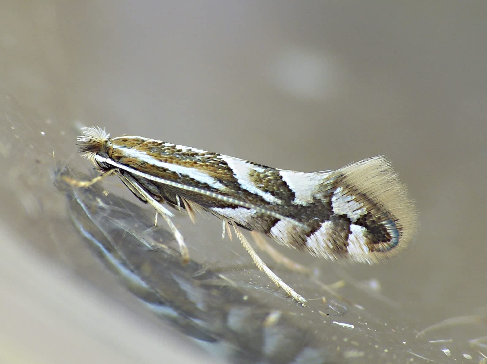 Rowan Midget (Phyllonorycter sorbi) photographed in Somerset by Paul Wilkins