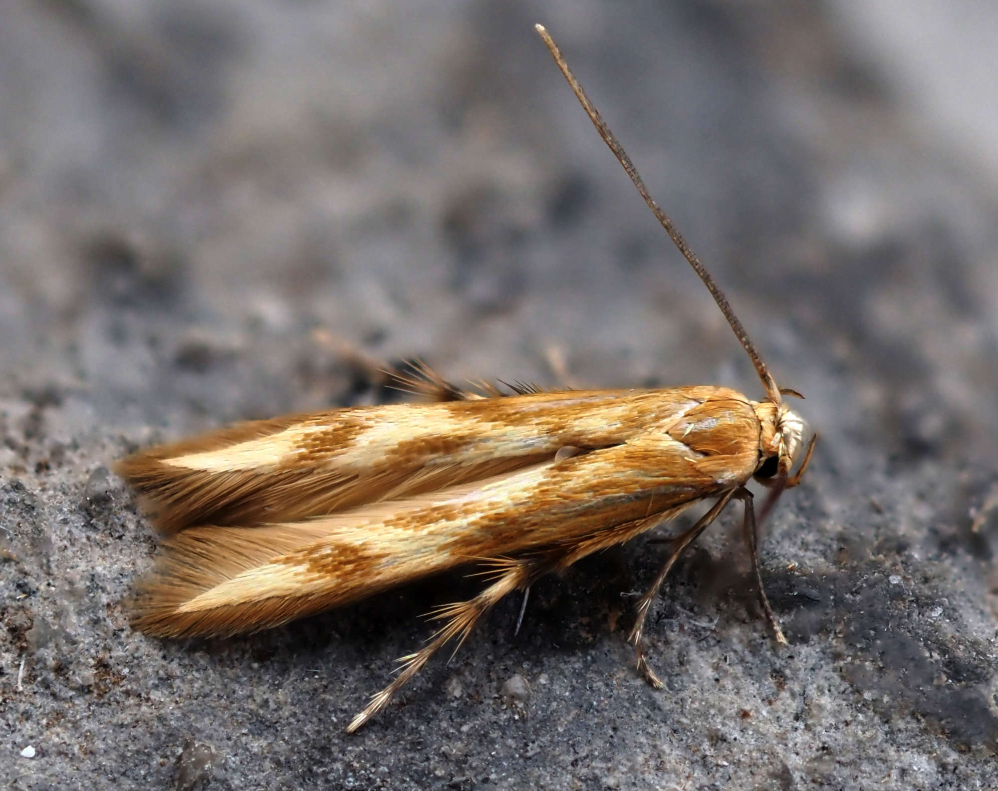 Pachyrhabda steropodes | Somerset Moths