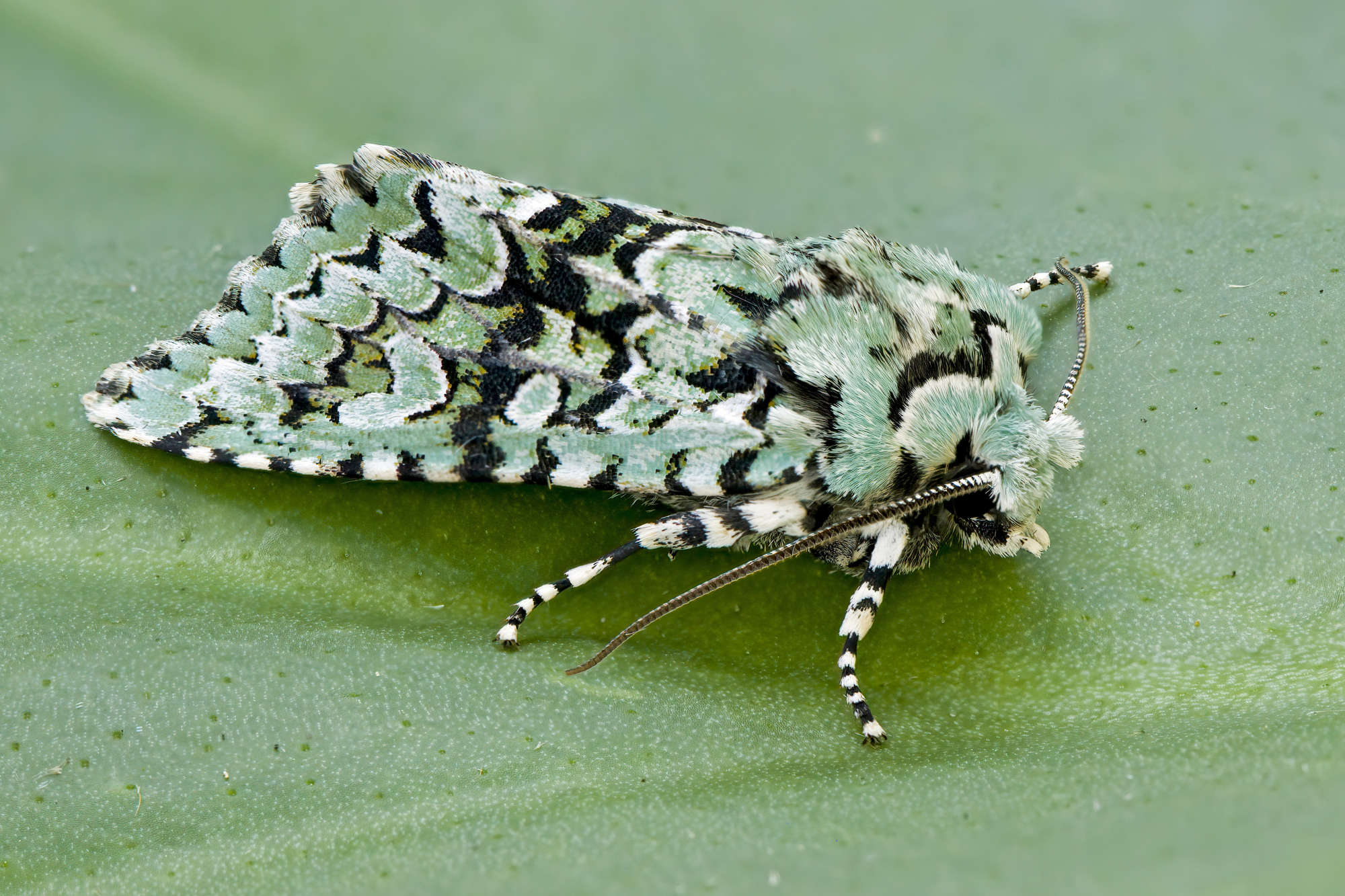 Merveille du Jour (Griposia aprilina) photographed in Somerset by Nigel Voaden