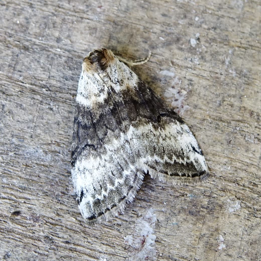 Satin Lutestring (Tetheella fluctuosa) photographed in Somerset by Sue Davies