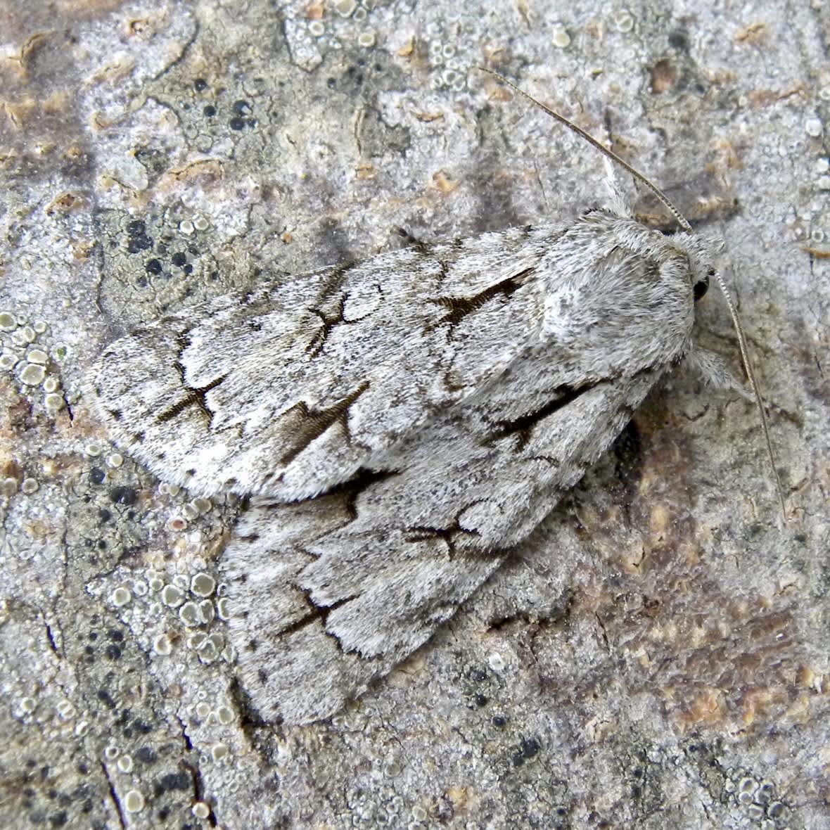 Grey Dagger (Acronicta psi) photographed in Somerset by Sue Davies