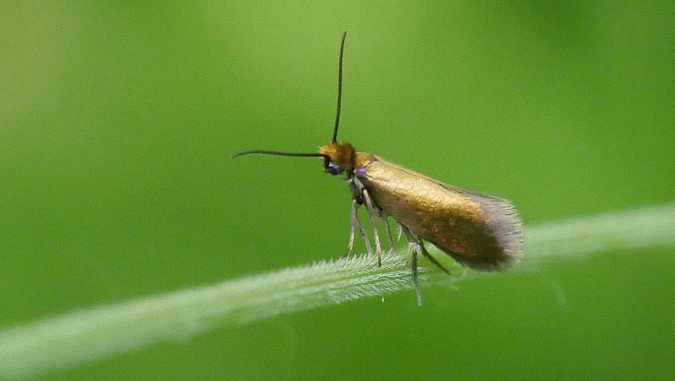 Plain Gold (Micropterix calthella) photographed in Somerset by Jenny Vickers