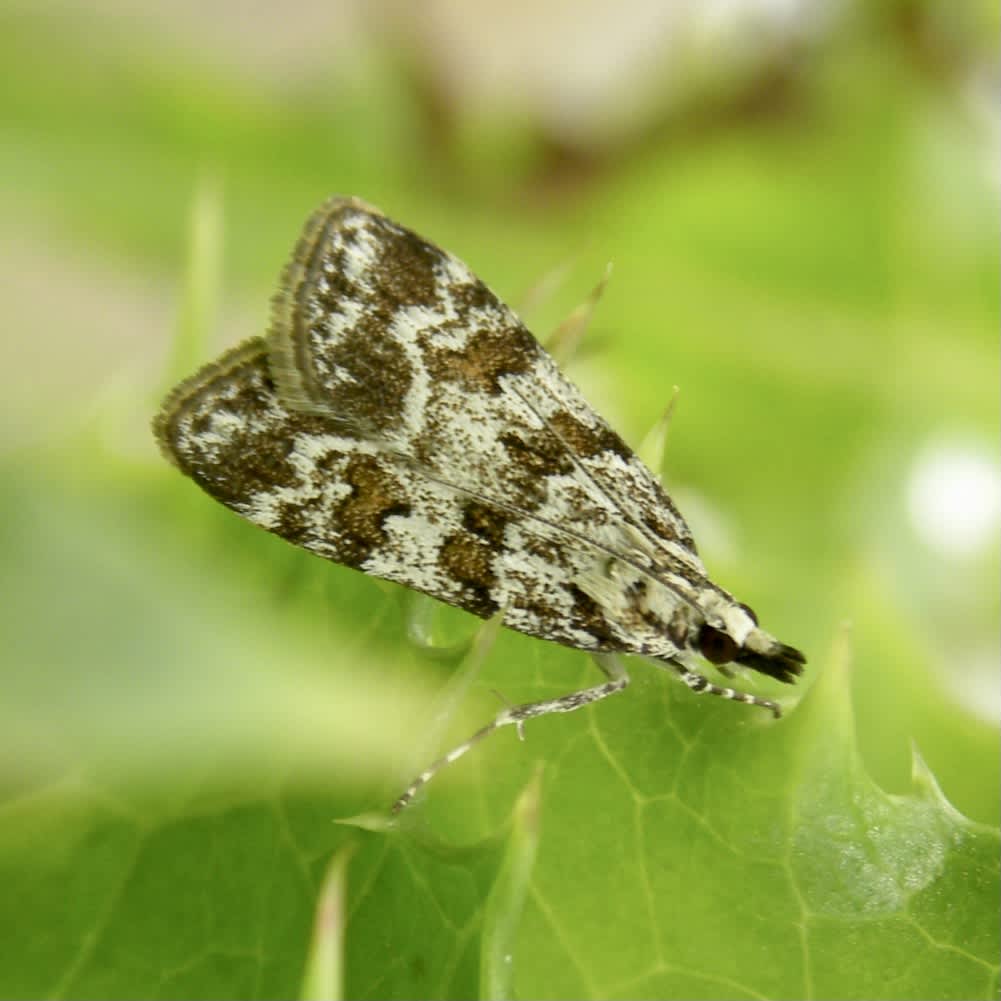 Meadow Grey (Scoparia pyralella) photographed in Somerset by Sue Davies