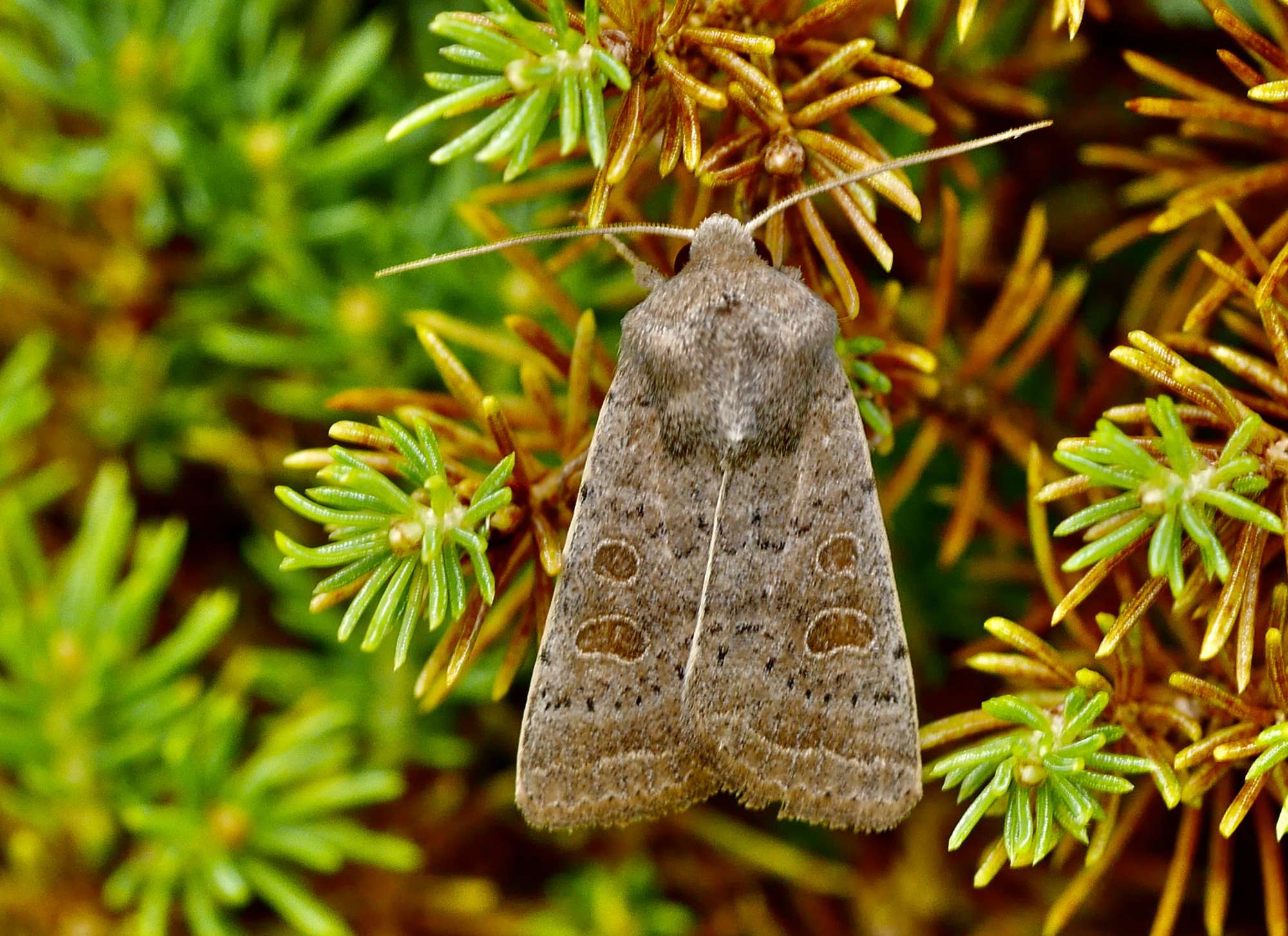 Vine's Rustic (Hoplodrina ambigua) photographed in Somerset by John Connolly