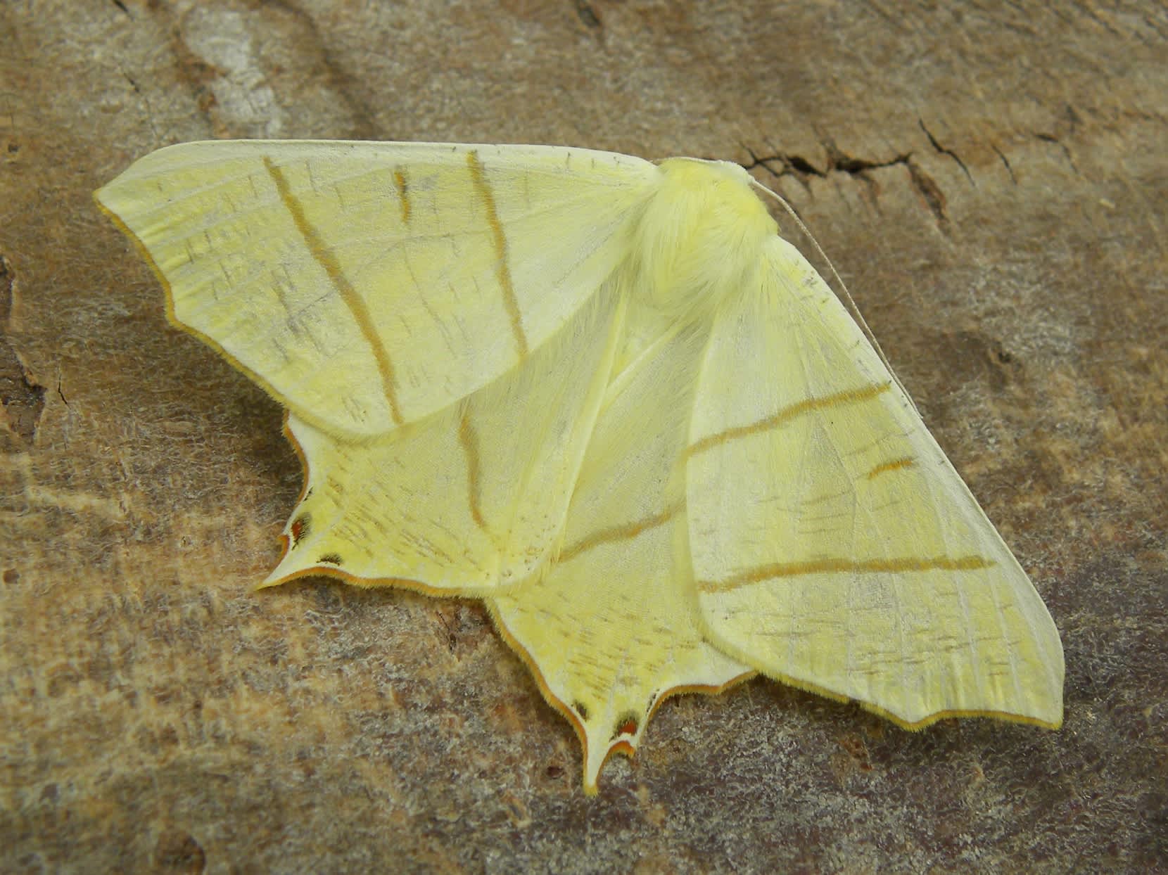 Swallow-tailed Moth (Ourapteryx sambucaria) photographed in Somerset by Sue Davies