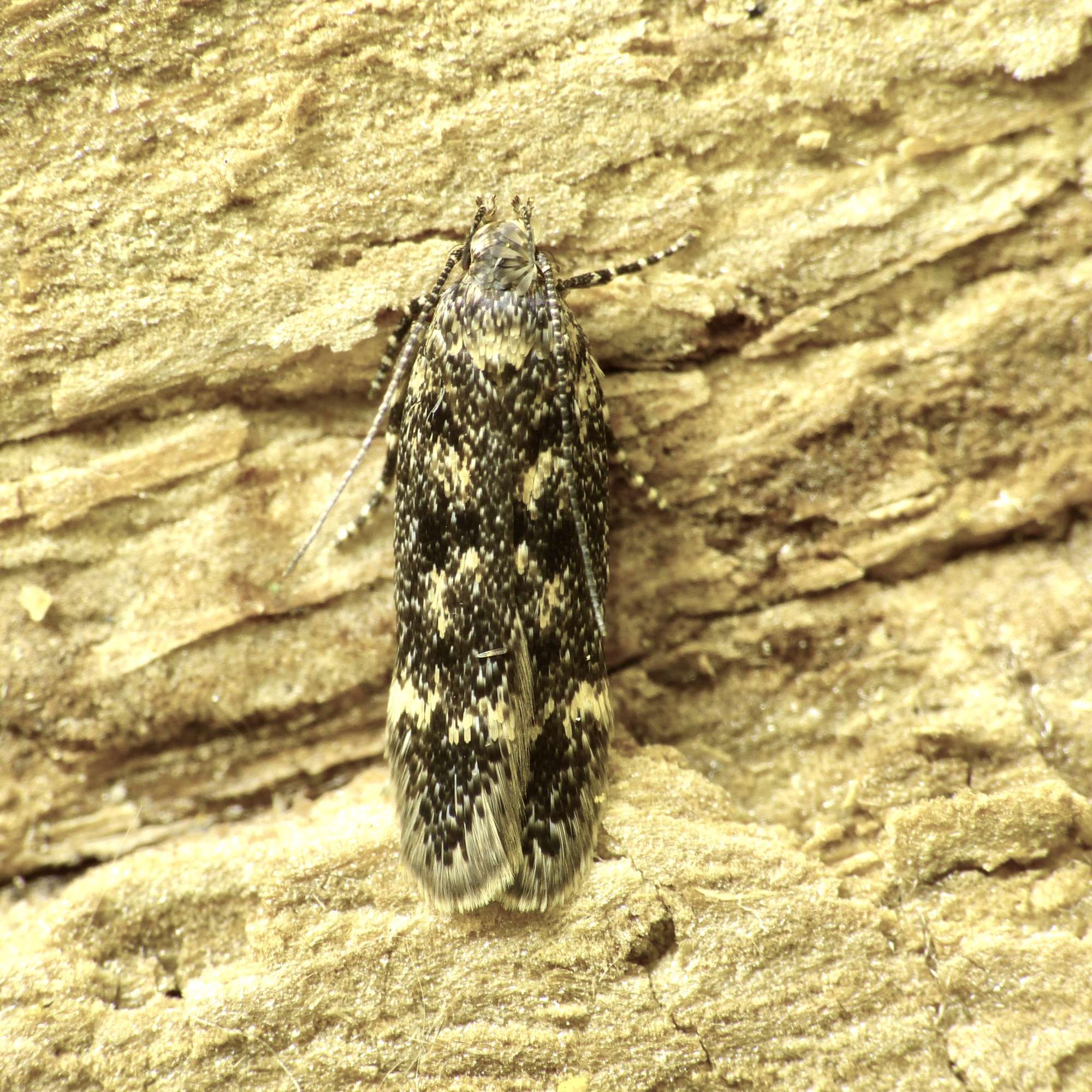 Dark Neb (Bryotropha affinis) photographed in Somerset by Paul Wilkins