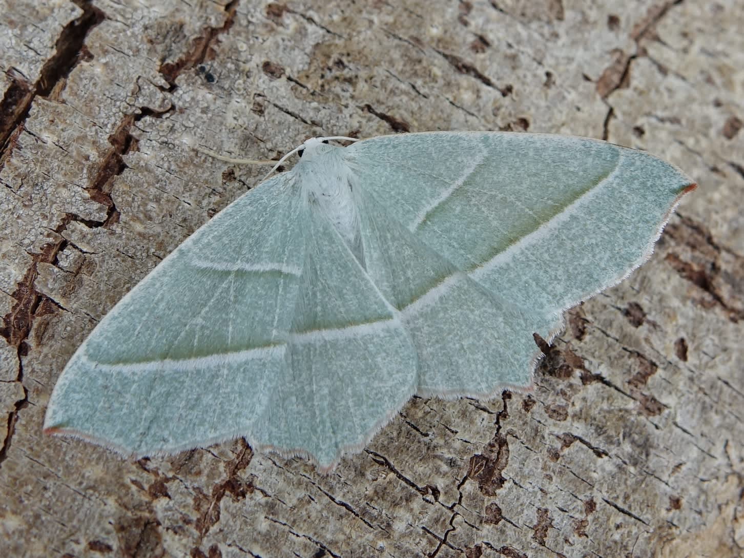 Light Emerald (Campaea margaritaria) photographed in Somerset by Sue Davies