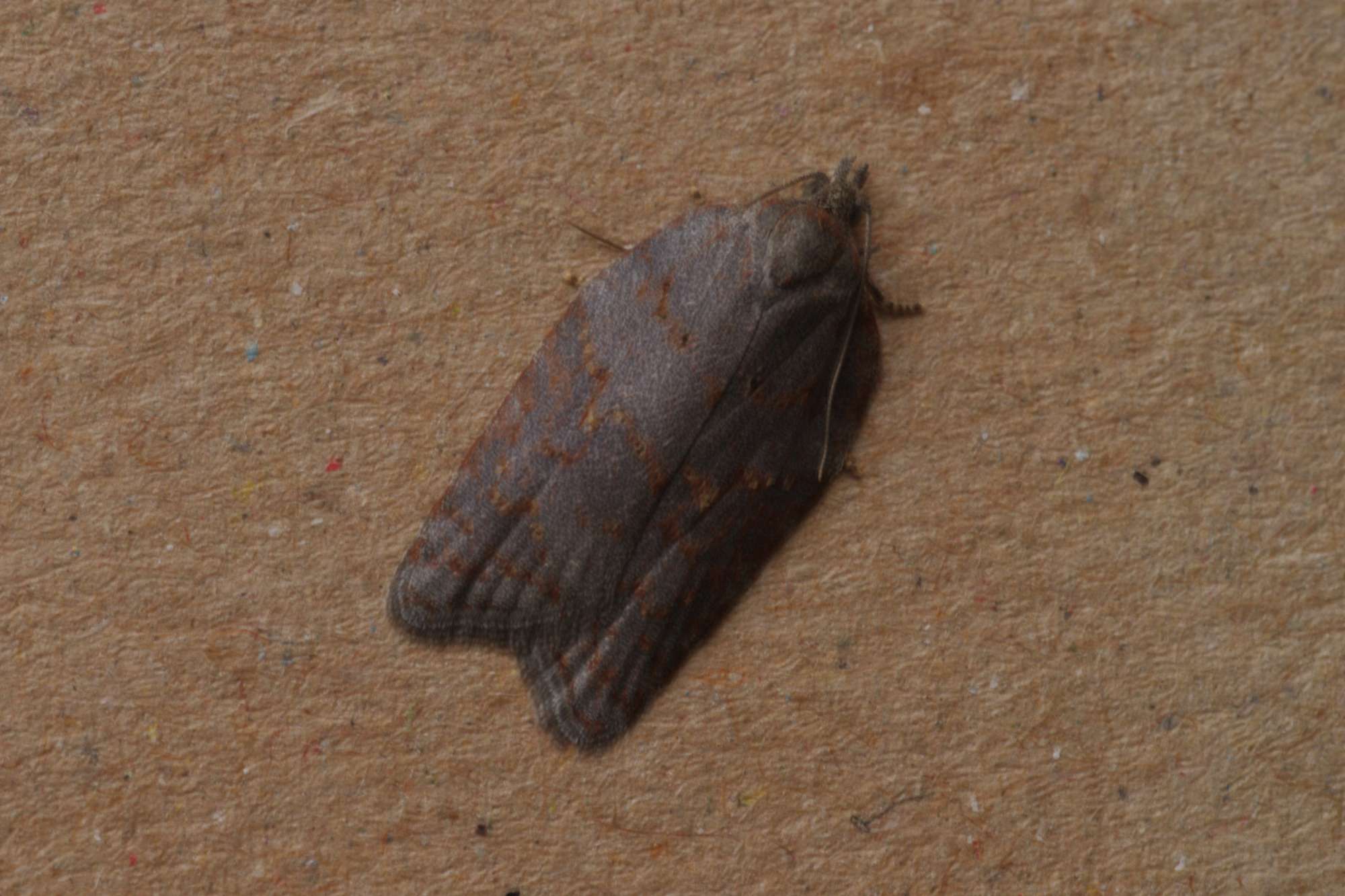 Ashy Button (Acleris sparsana) photographed in Somerset by John Connolly