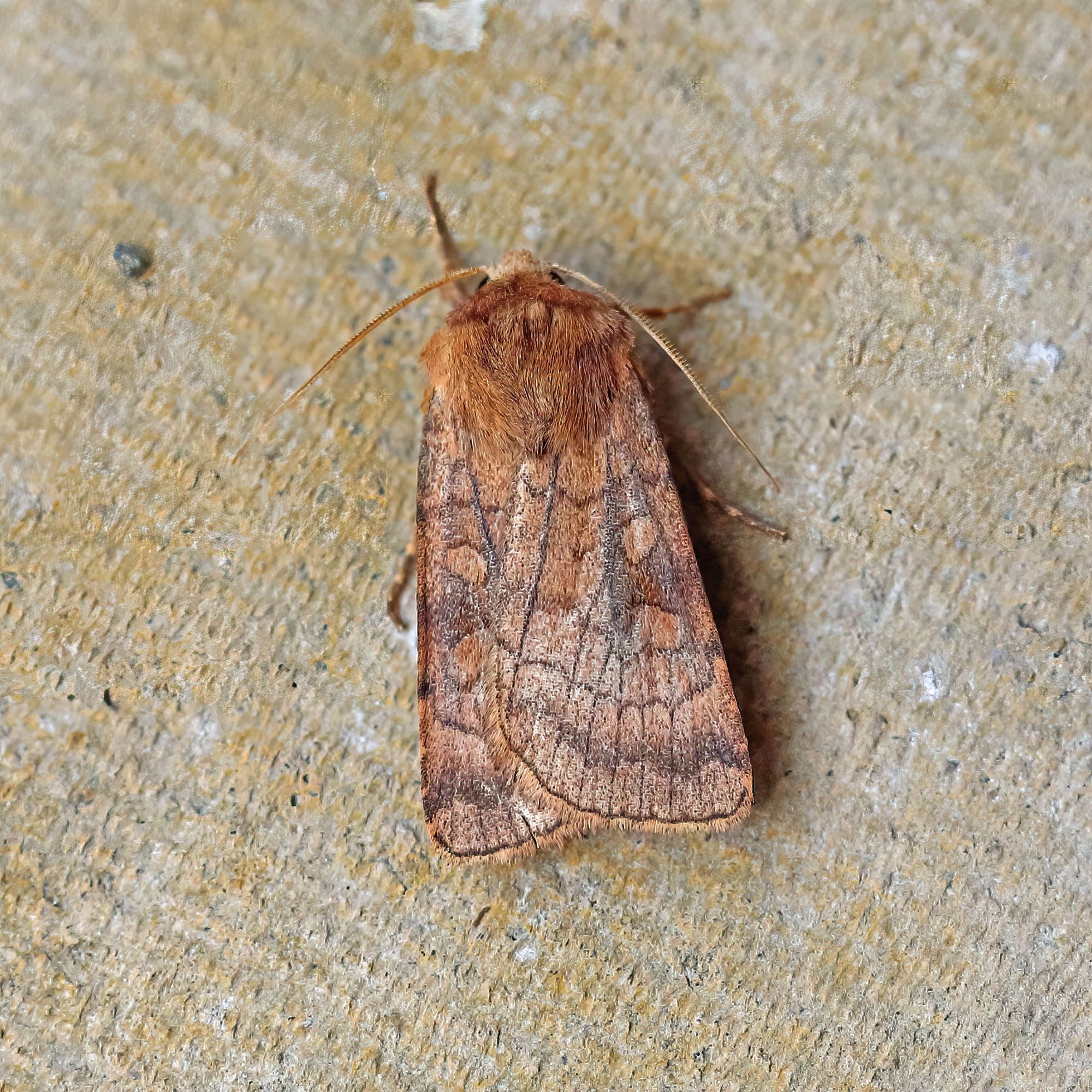 Six-striped Rustic (Xestia sexstrigata) photographed in Somerset by Nigel Voaden