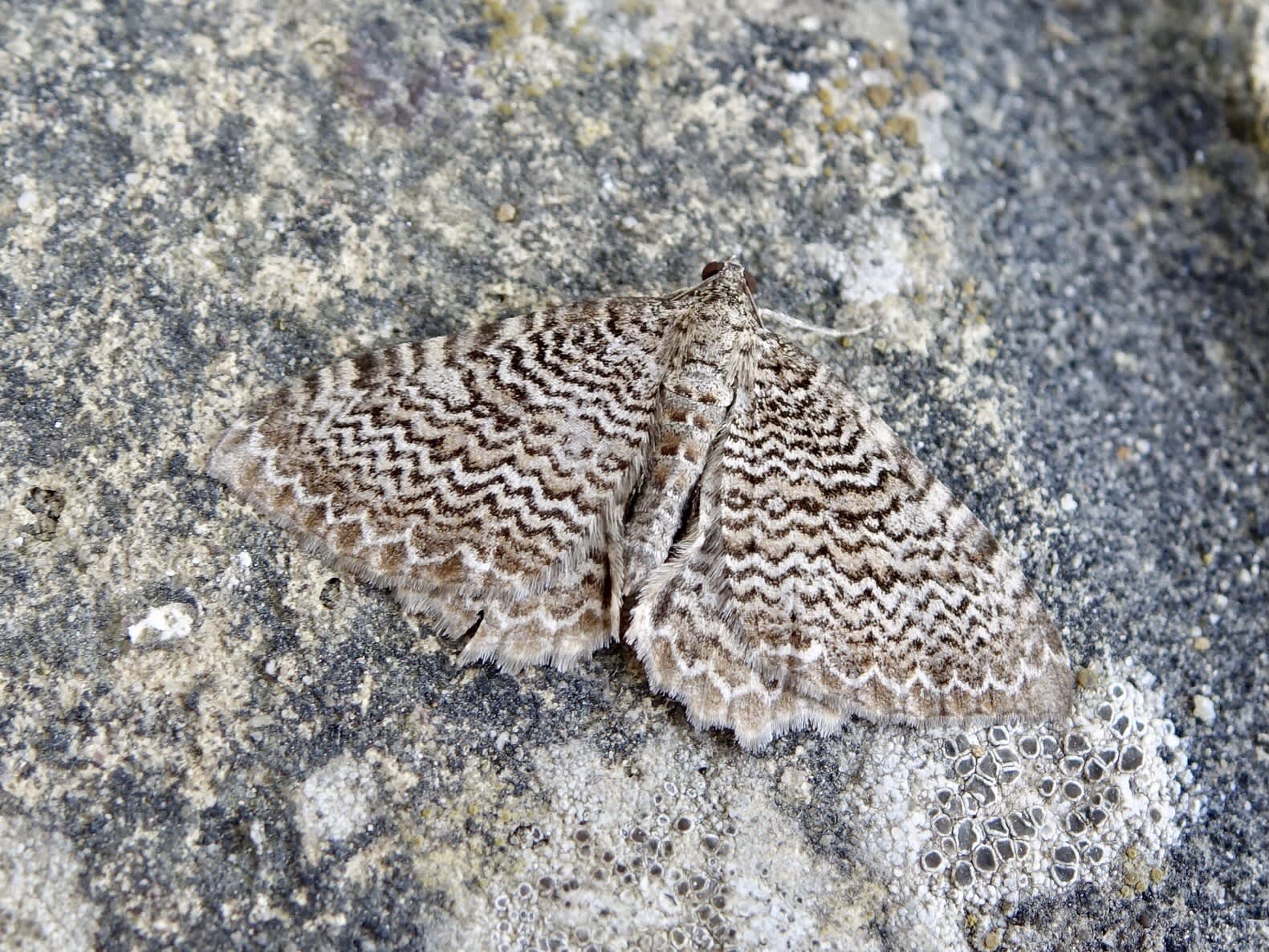 Scallop Shell (Rheumaptera undulata) photographed in Somerset by Sue Davies