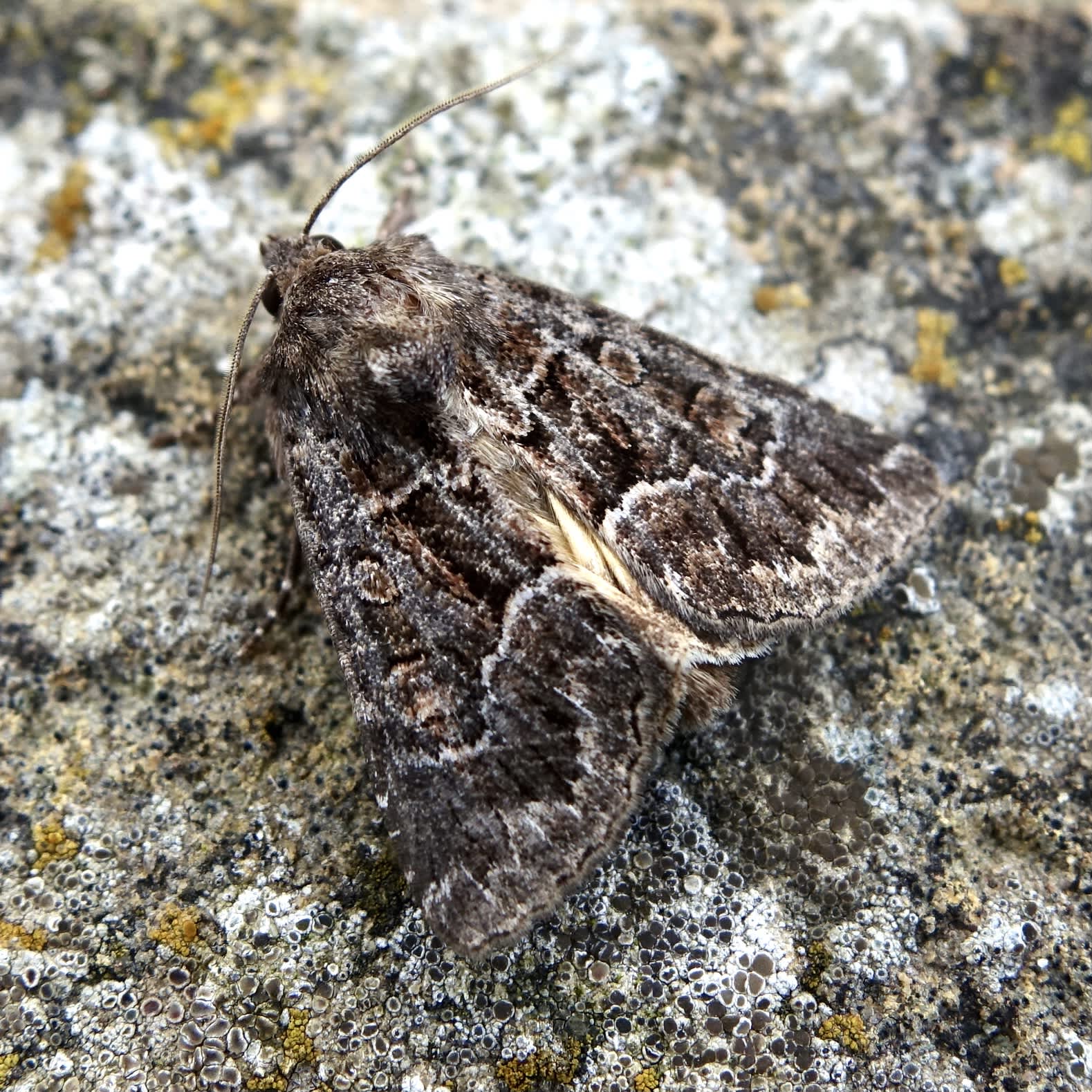 Straw Underwing (Thalpophila matura) photographed in Somerset by Sue Davies