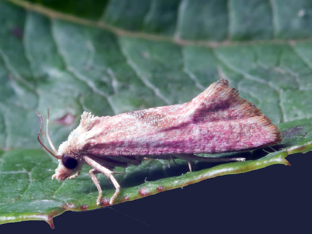 Rosy Conch (Cochylis roseana) photographed in Somerset by John Bebbington