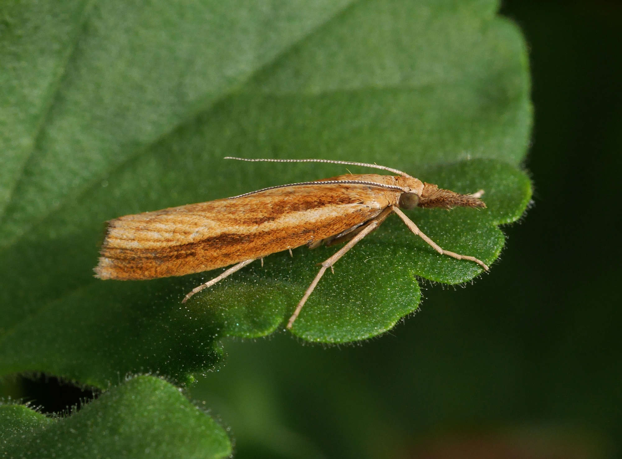 Common Grass-veneer (Agriphila tristella) photographed in Somerset by John Connolly