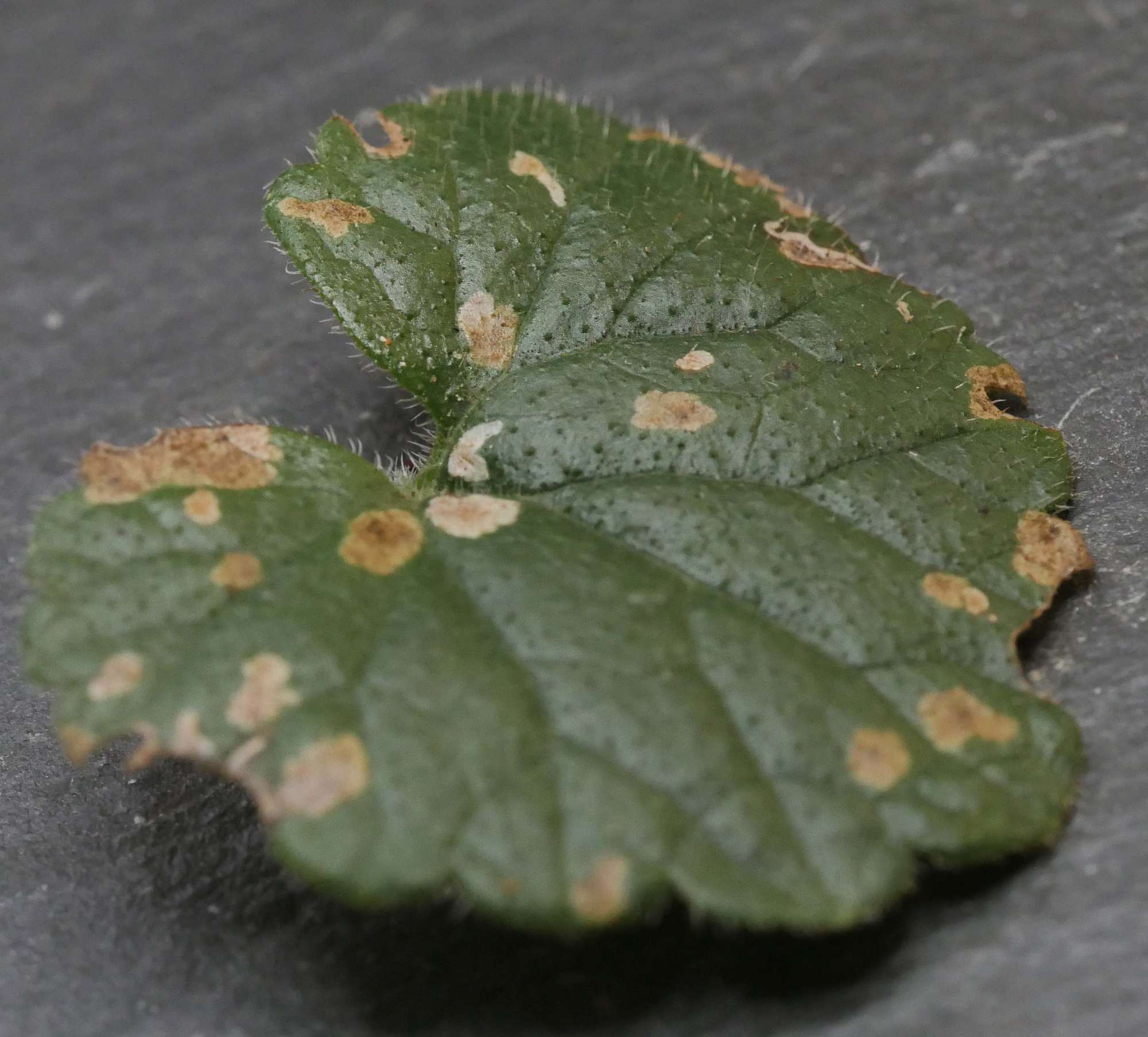 White-legged Case-bearer (Coleophora albitarsella) photographed in Somerset by Jenny Vickers