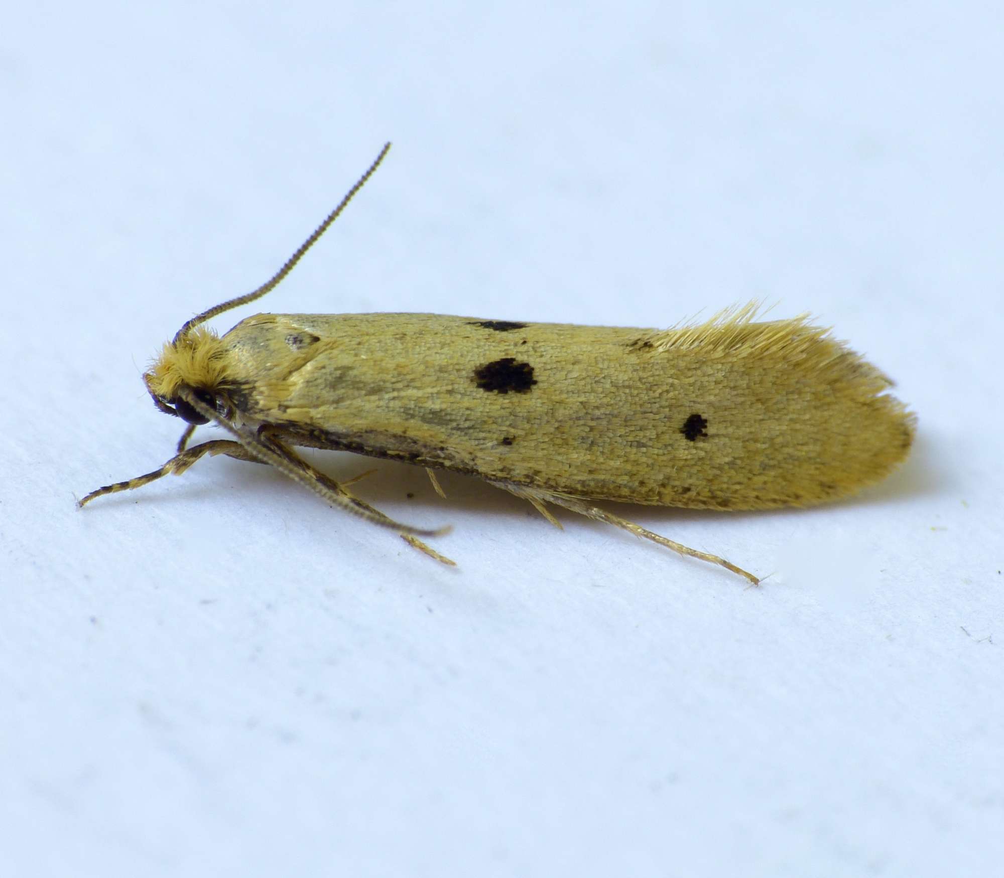 Bird's-nest Moth (Tinea trinotella) photographed in Somerset by Paul Wilkins