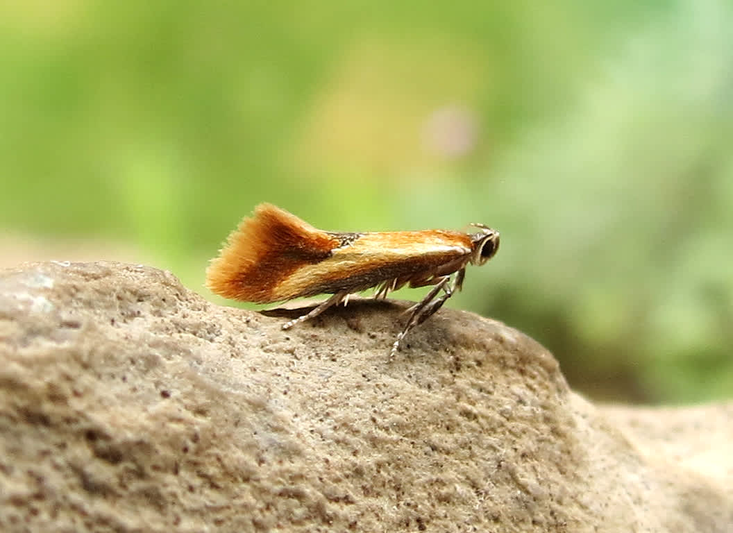 Lesser Tawny Tubic (Batia lunaris) photographed in Somerset by Steve Chapple